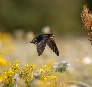 image-0a1cf2229f107d7a1508d727bafa9d3d8ea474b0-1202x998-png