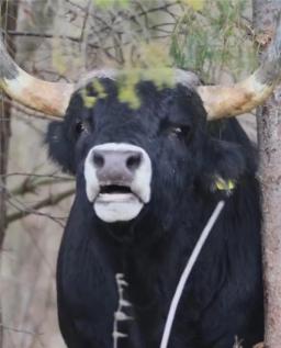 Tauros brøl
