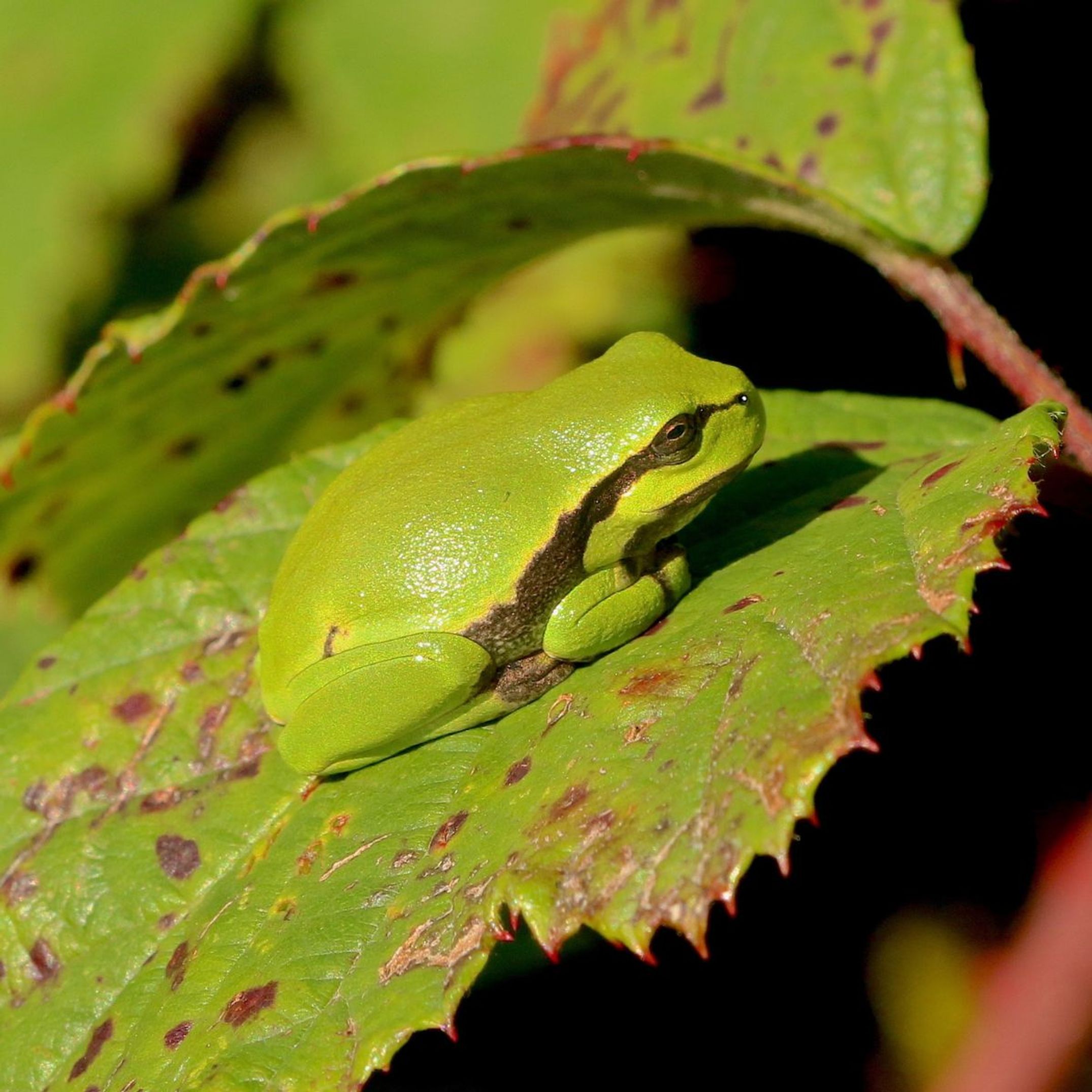 image-1e0db22bfedcb280d3ca664080dea200d69e25b6-1200x1200-jpg