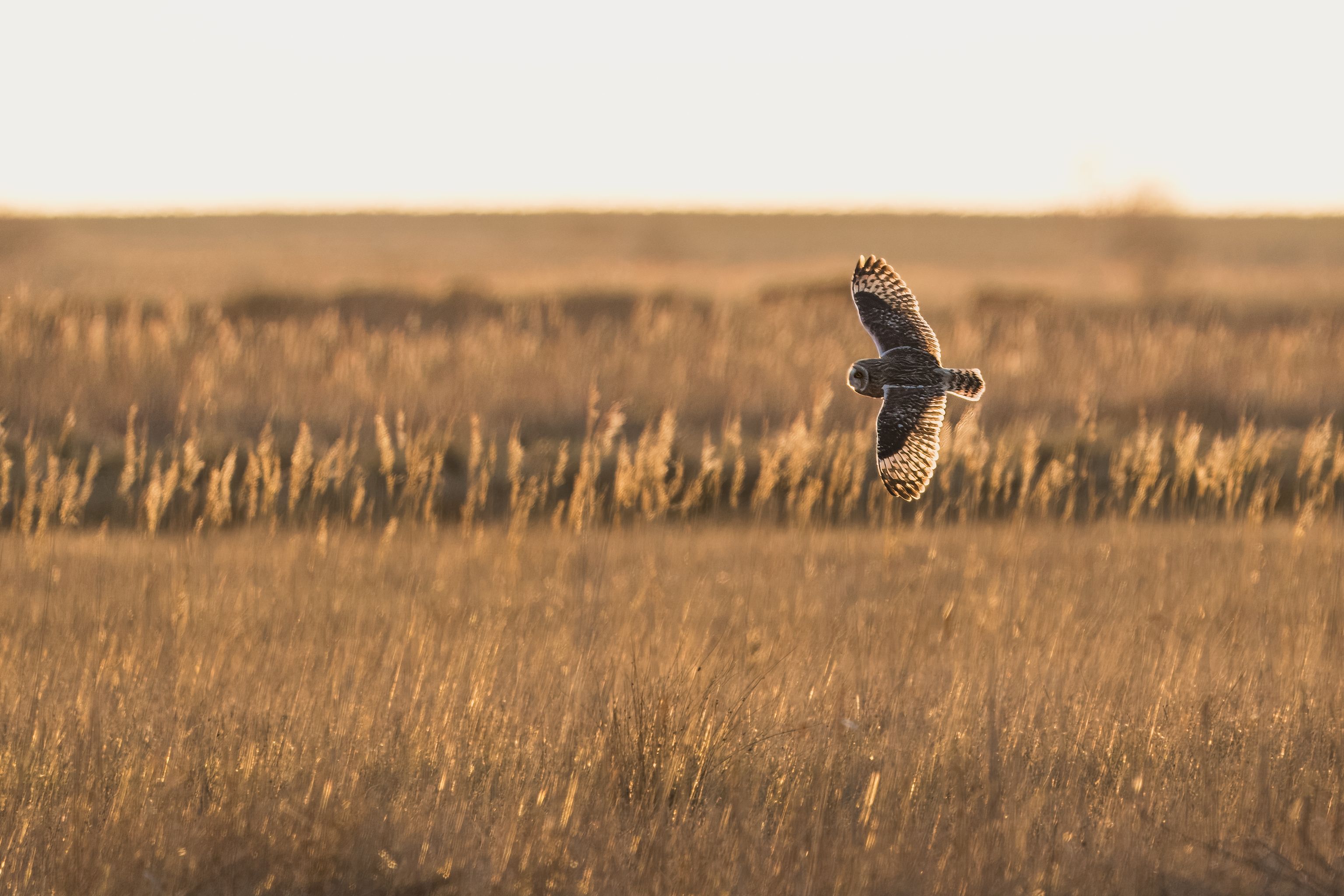 image-2b9c2a5240b8ec2b0c610cc6efd37213de8aebaf-3358x2239-jpg