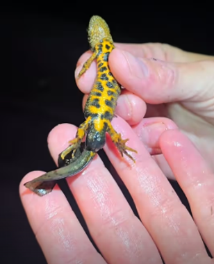 image-2d13d5c1a0b9f8ac920aba2ddd7e9db443a99097-265x327-png