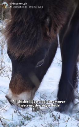 Heste i sneen