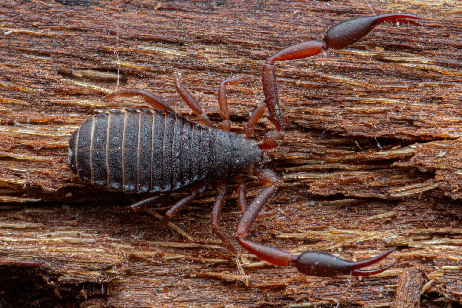 image-397a89a95ed25fd4ba82e07b508b86ec2e6af219-2048x1365-jpg