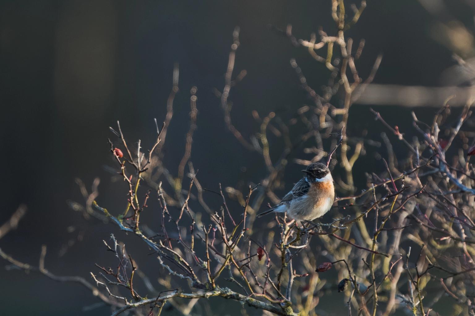 image-3b4a4be75e24ddcea2c91ab2680de597bbff0622-2427x1618-jpg