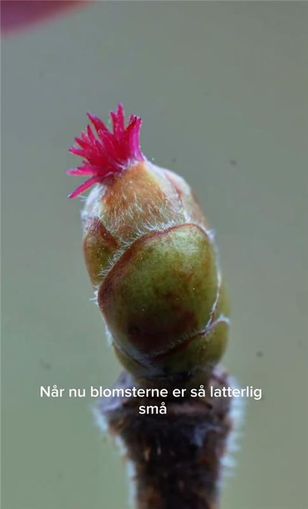 image-3f4f37ec0b3f9a5f88112a16c2a6f5deb1f009a6-484x800-jpg