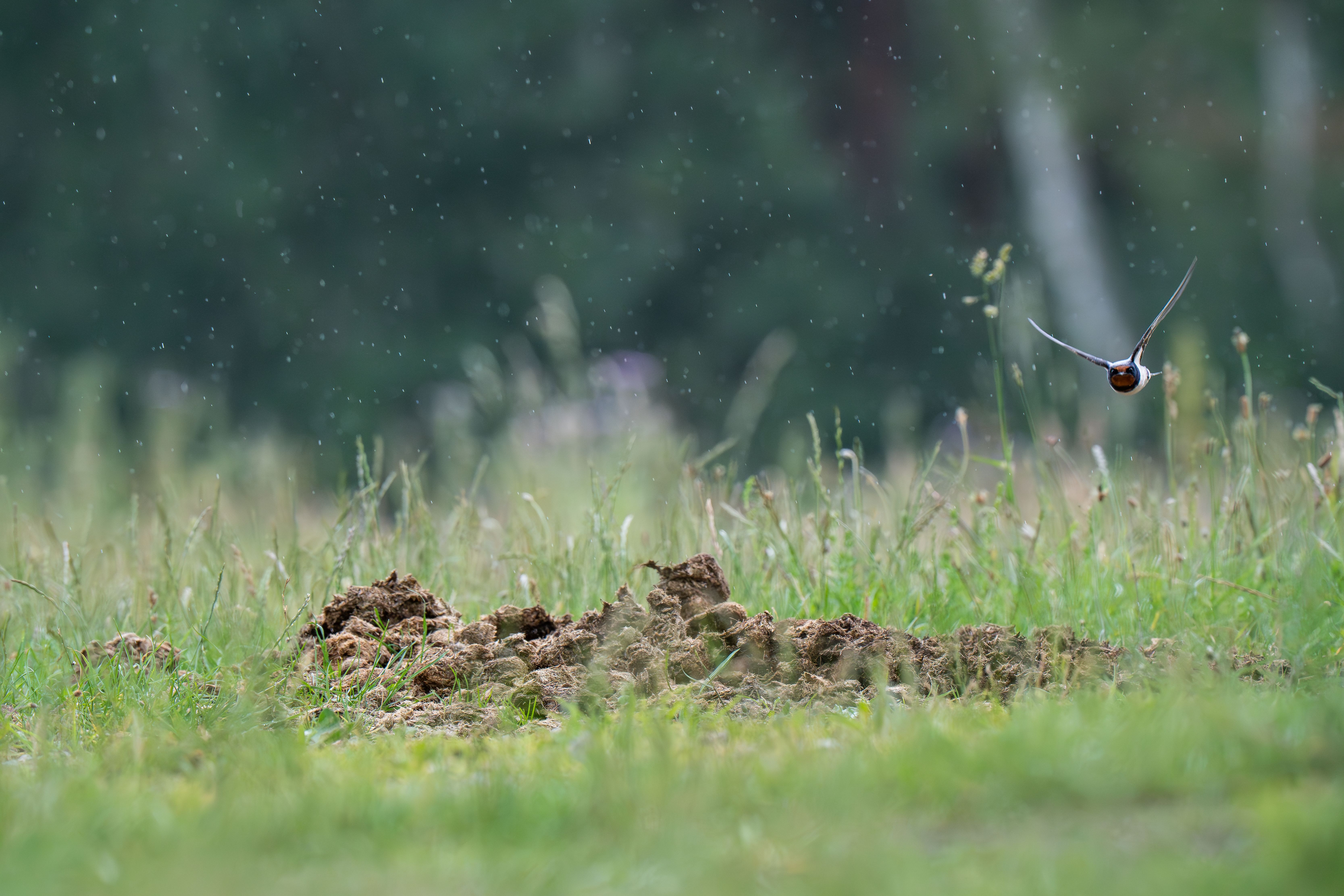 image-4452625f8f13d397a18f554ce11b263719d30a1e-6668x4445-jpg