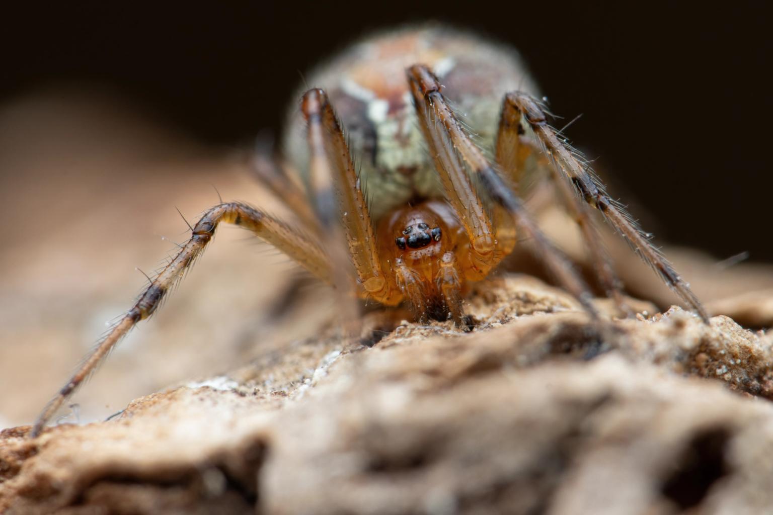 Theridion pinastri