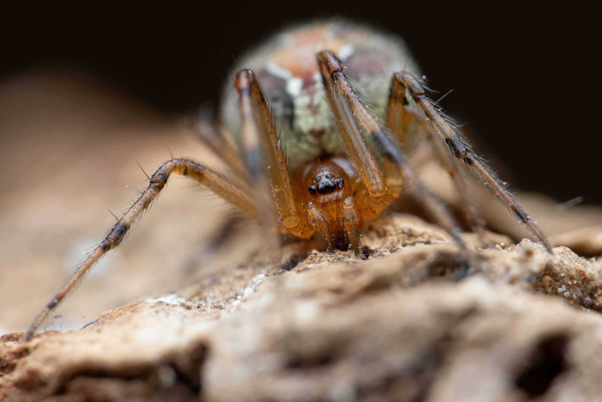 Theridion pinastri