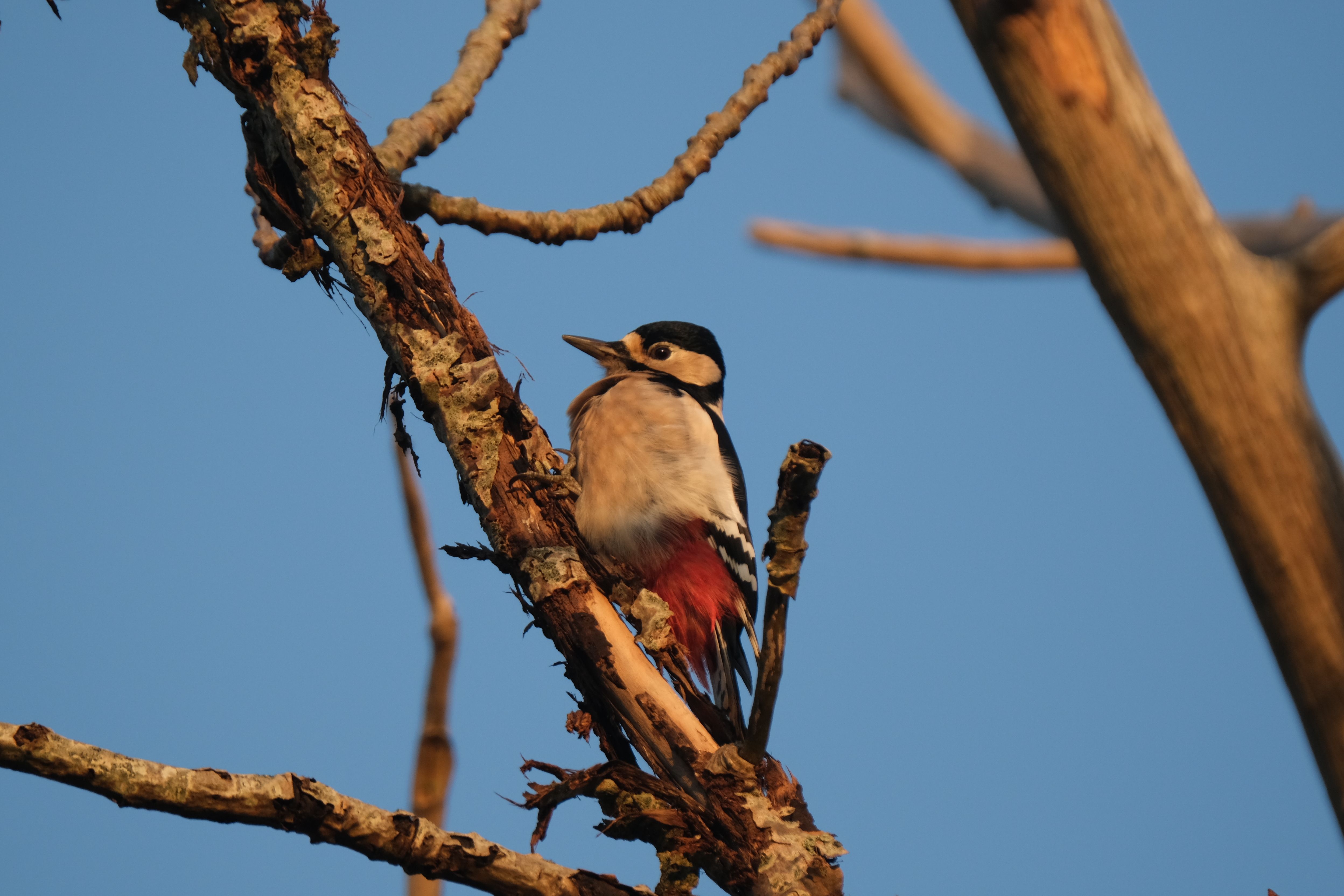 image-538b40fab2ae203aea2c565fdf3c57b5aa036408-4992x3328-jpg