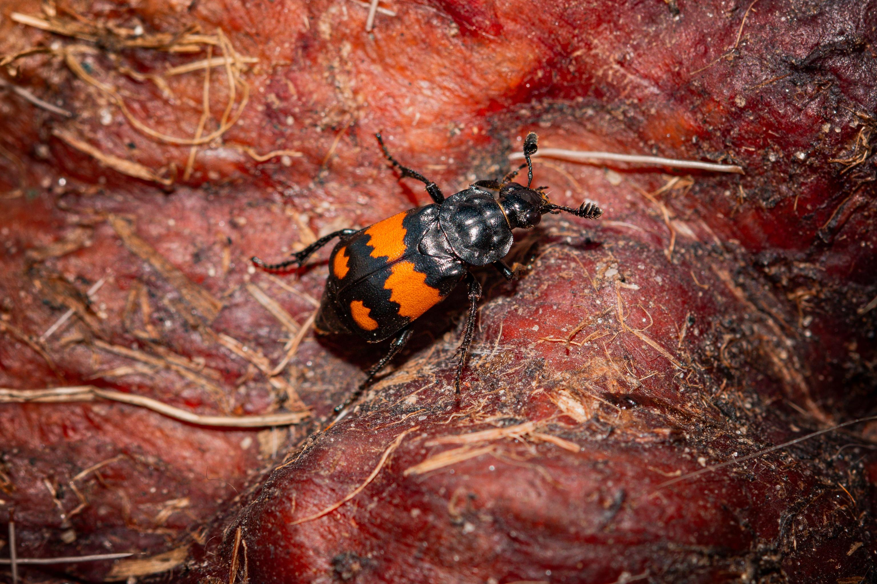 image-5b599ea79021b9915b7c272ba202d4e7f612c010-4053x2702-jpg