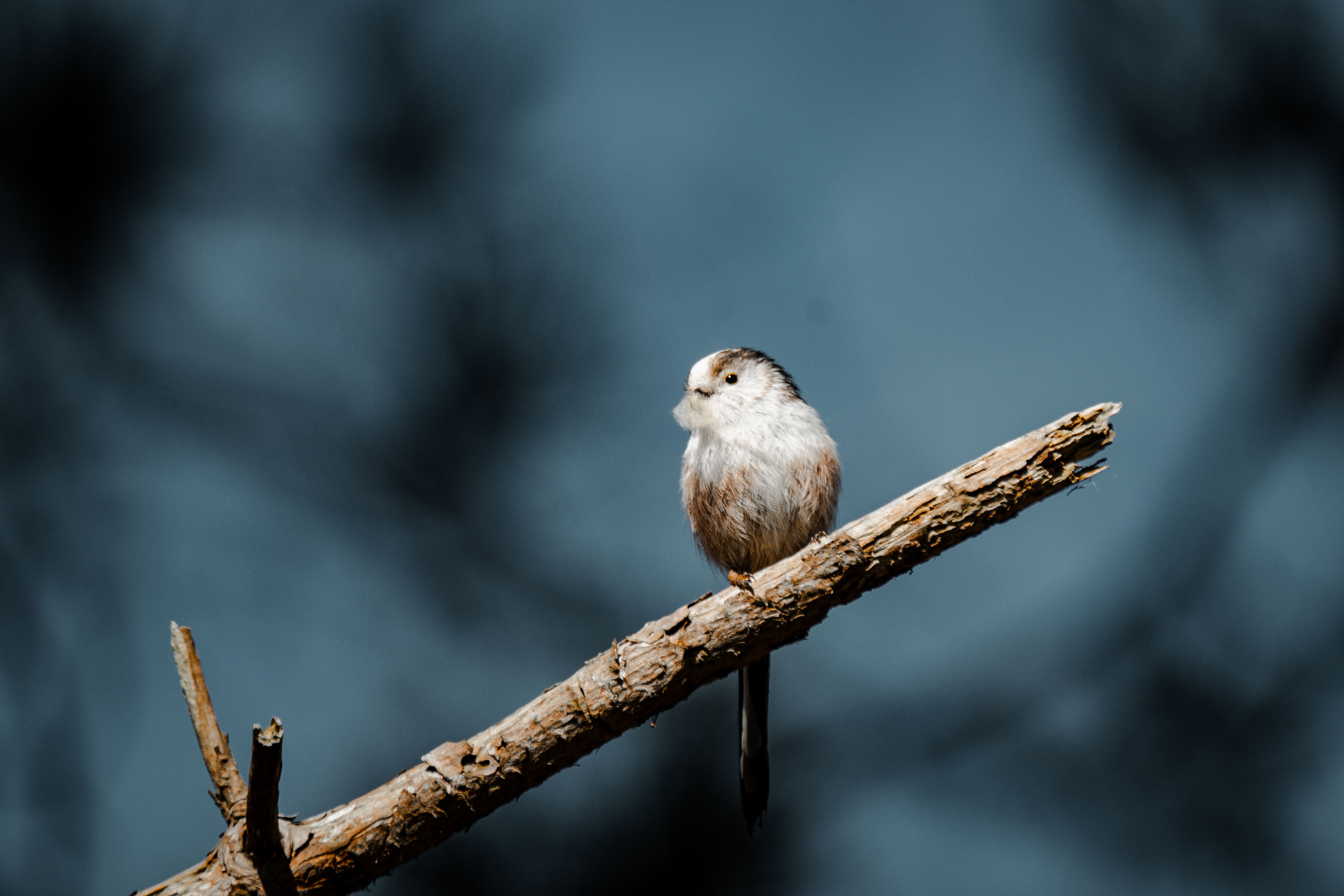 image-5cfd097afcd1d14d96a400a35d13b7439dd130c6-6240x4160-jpg