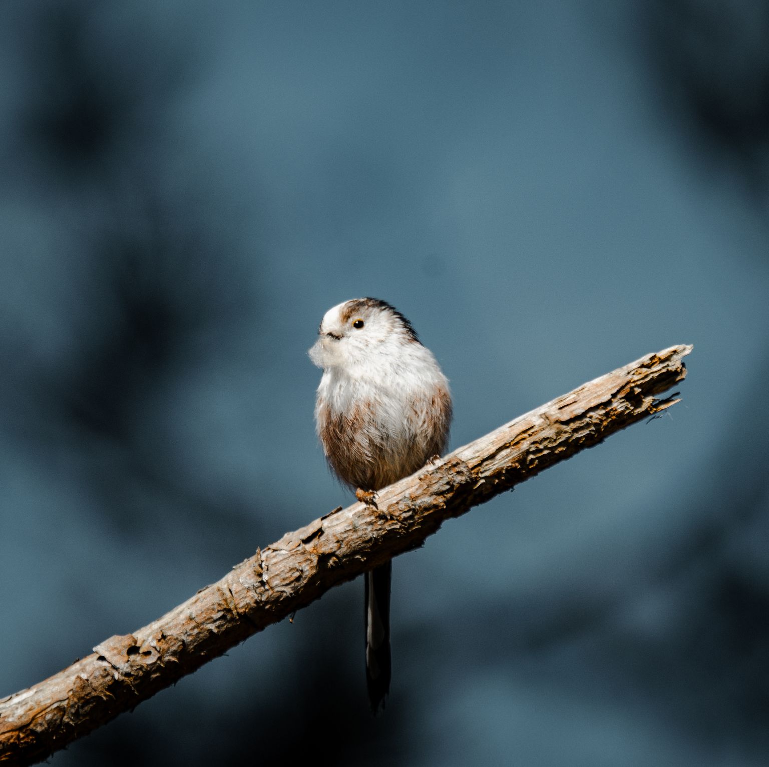 image-5cfd097afcd1d14d96a400a35d13b7439dd130c6-6240x4160-jpg