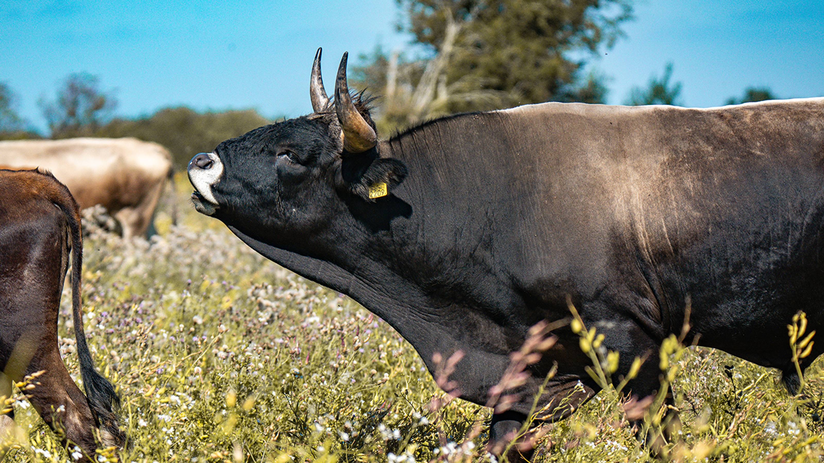 Tauros