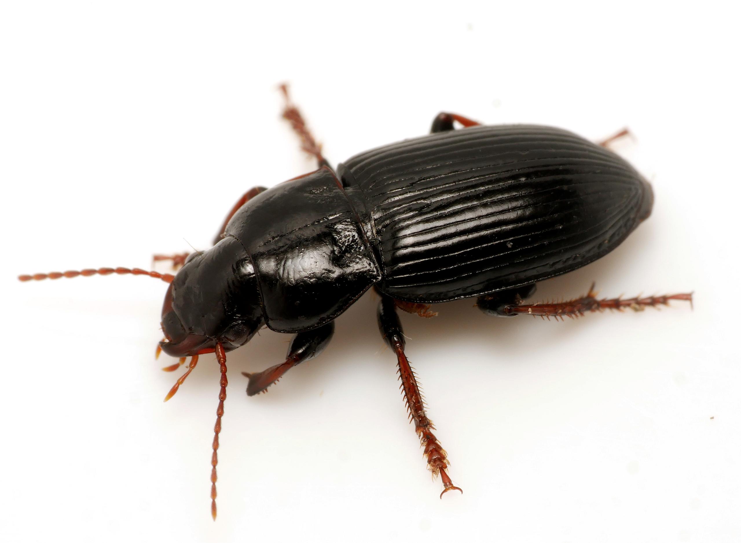 Harpalus attenuatus
