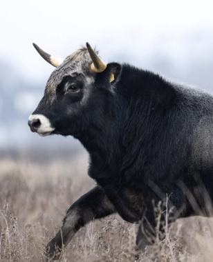 Seks måneder med tauros