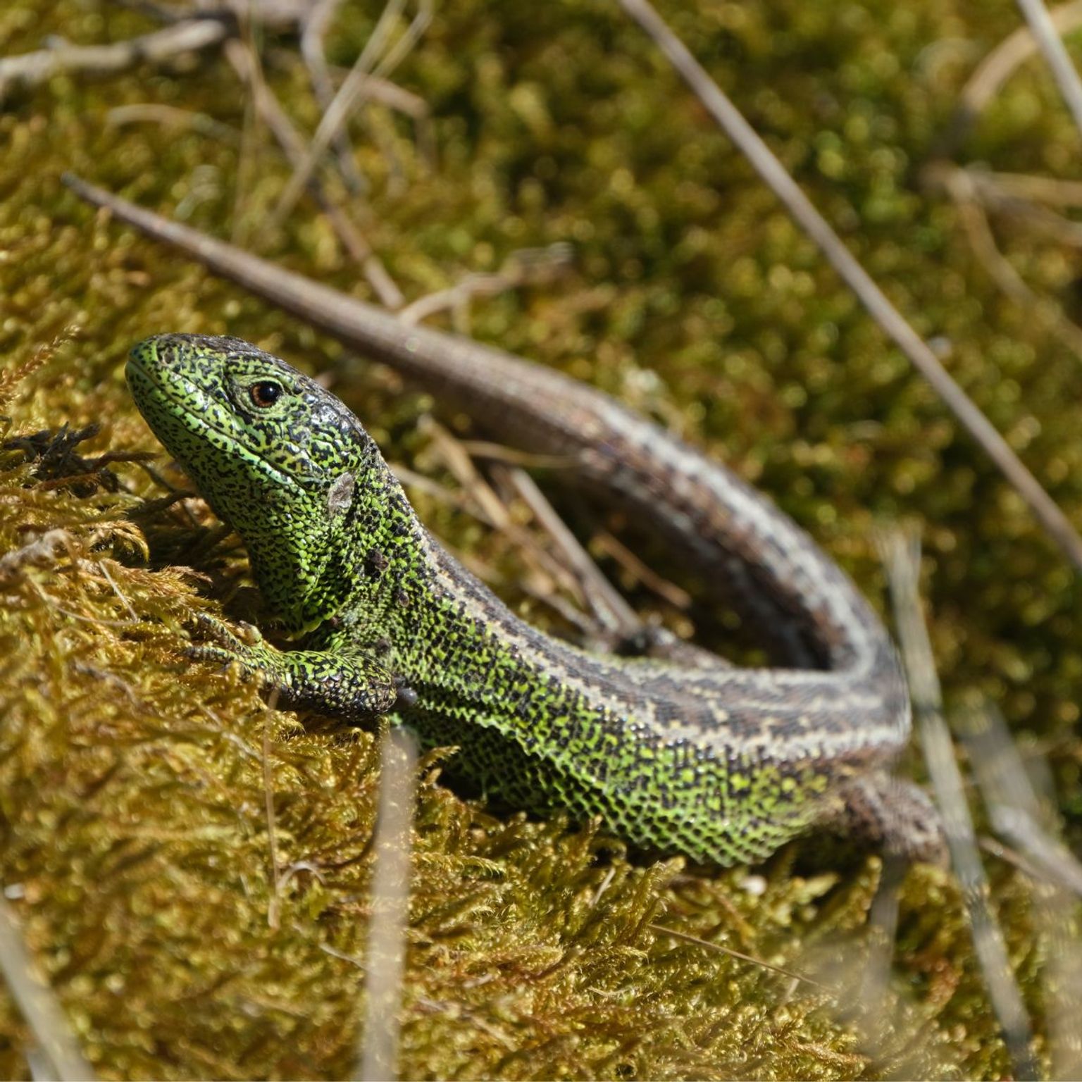 image-624341724918d2fccde9854d32993a2a49dcb75d-1200x1200-jpg