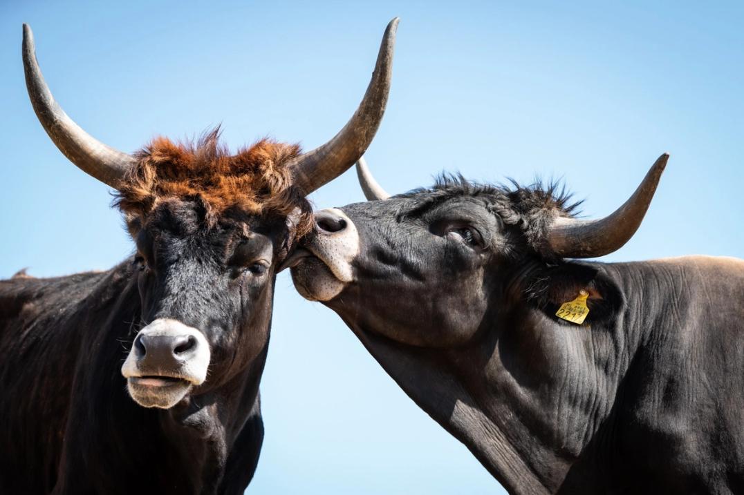 image-6b67747274b9f7e4833859426a792482738a2ad8-2048x1365-jpg