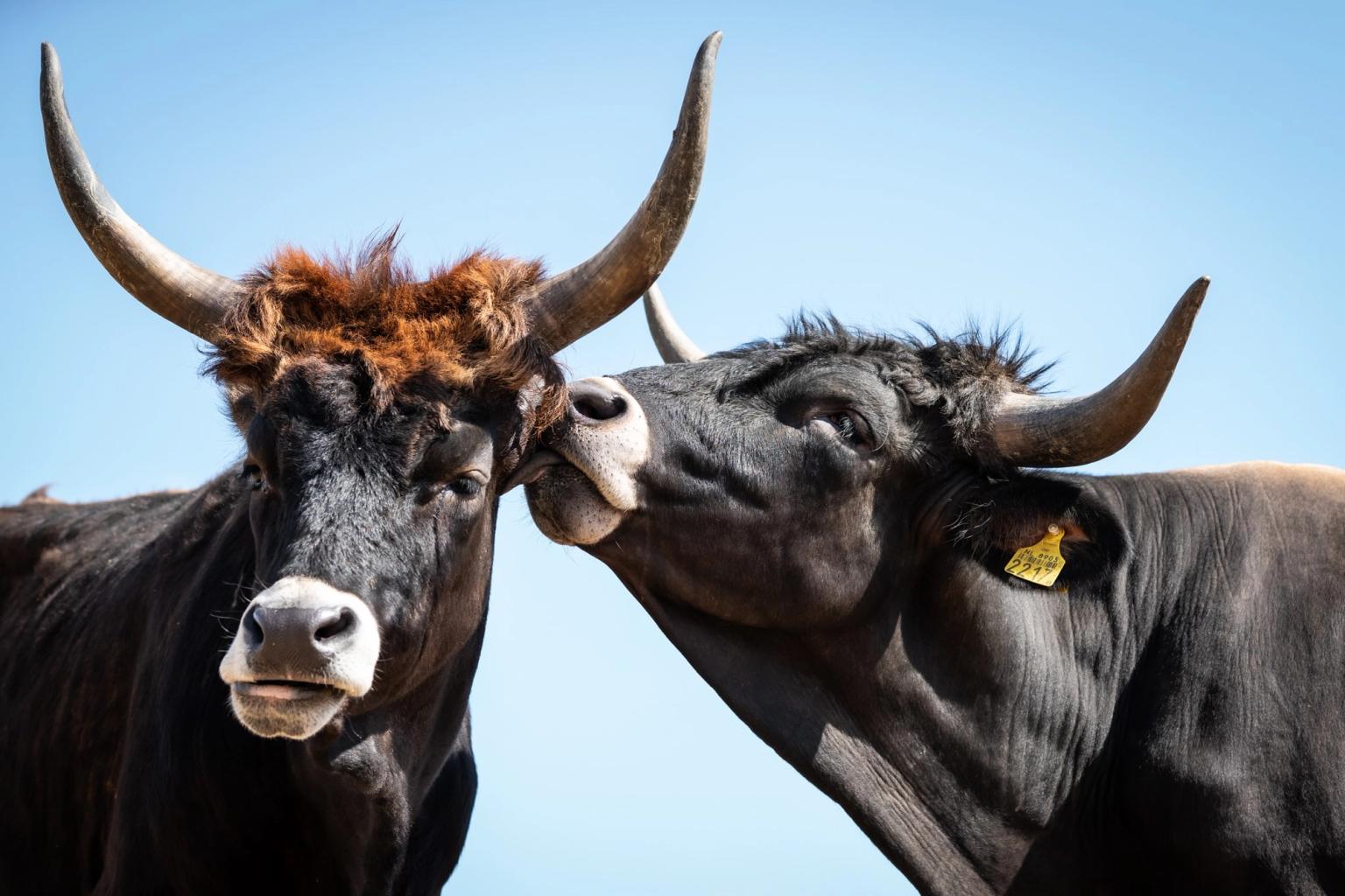 image-6b67747274b9f7e4833859426a792482738a2ad8-2048x1365-jpg