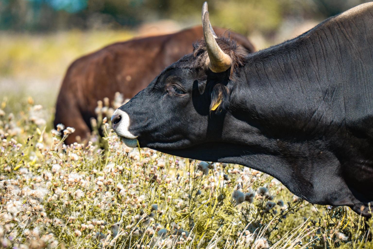 image-6f7a086d0c7190c205cce36dd844fbf1c5502d91-7008x4672-jpg