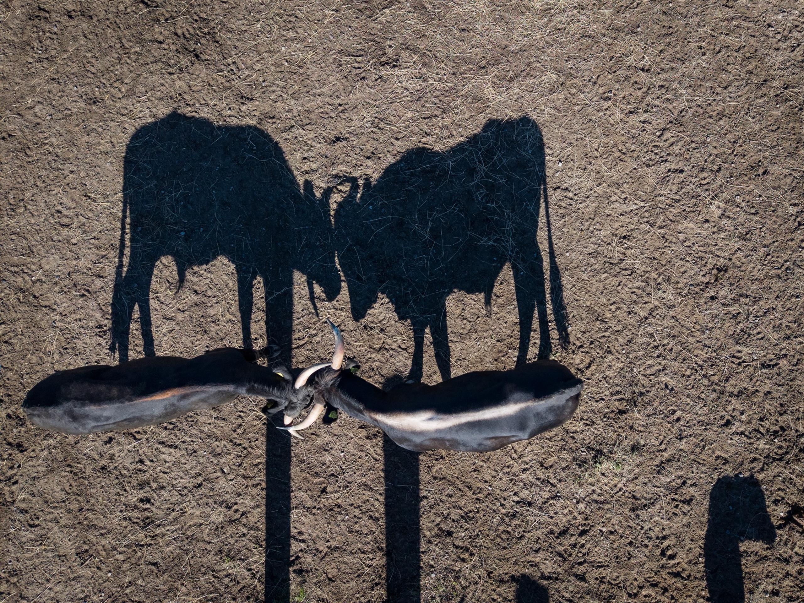 To tauros