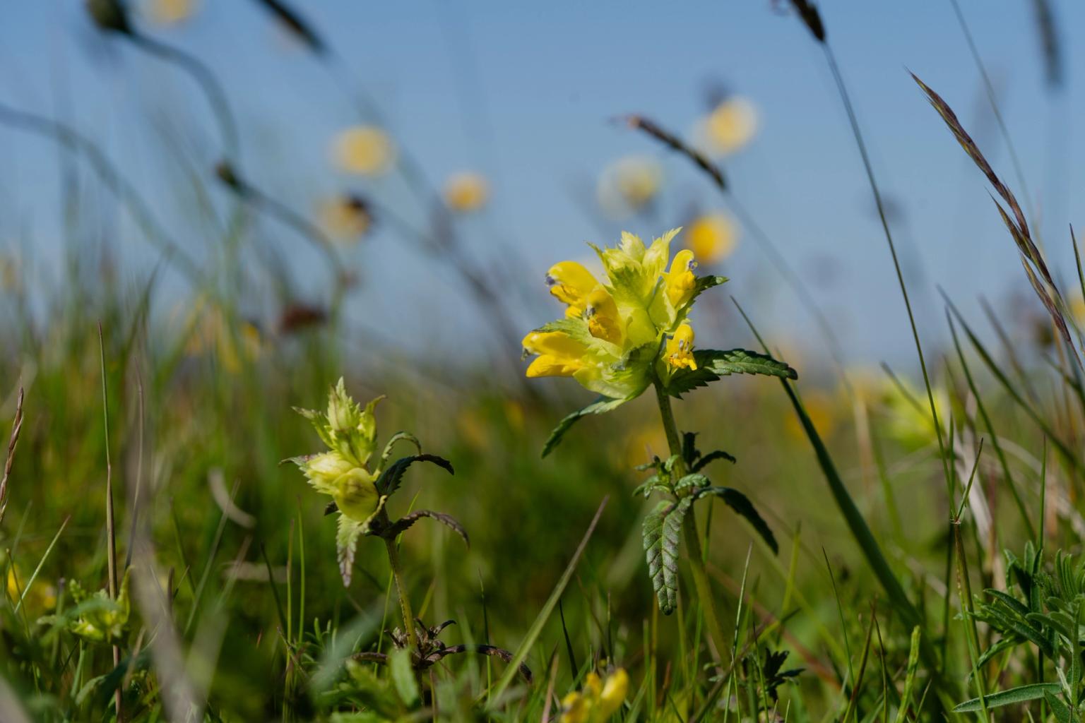 image-71ea0719547ea7c899fa0bd78dd1f025de69a114-6000x4000-jpg