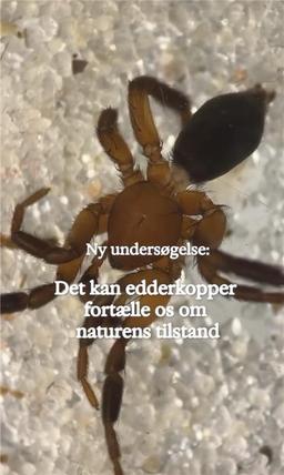 Danmarks største edderkoppeundersøgelse