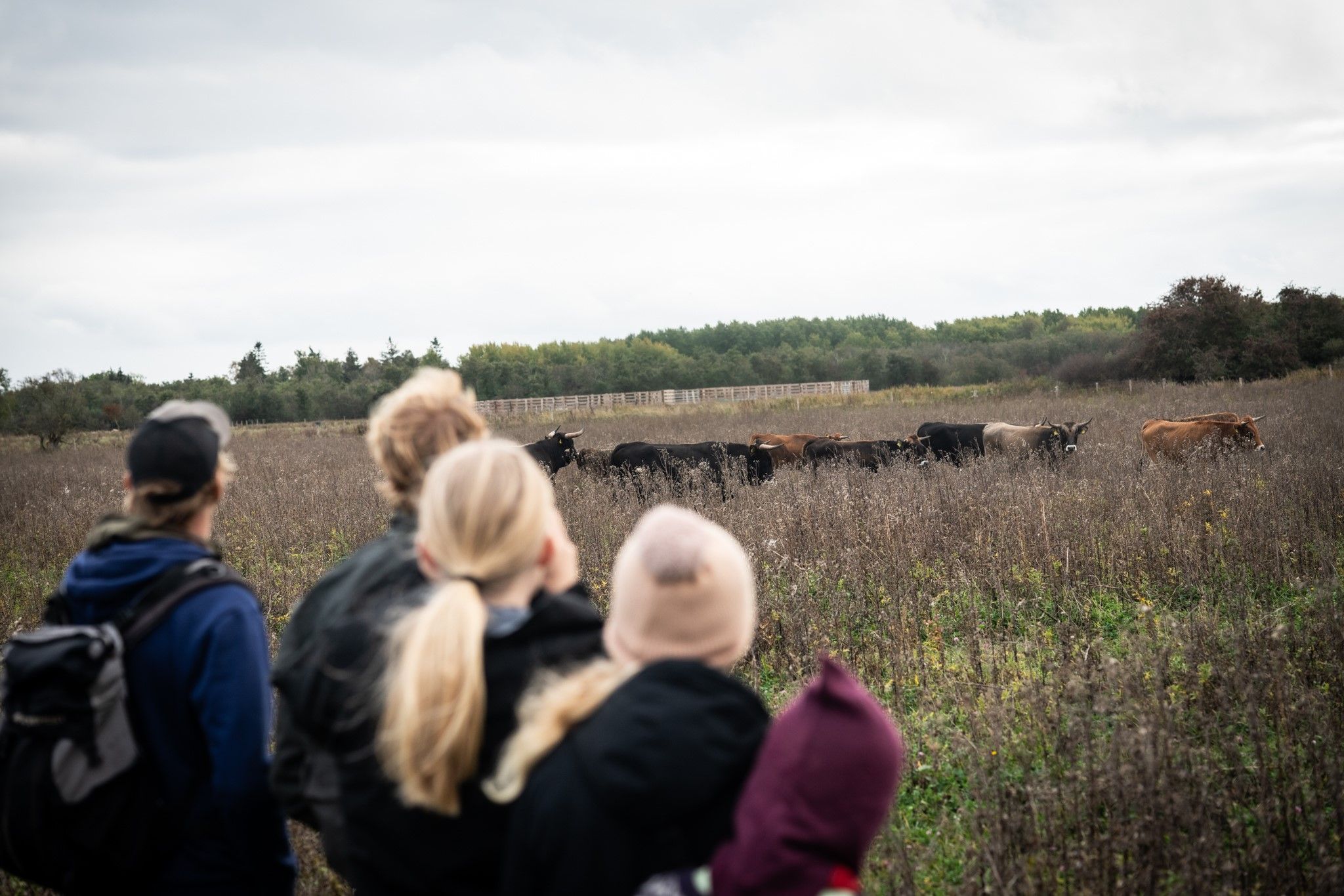 image-7cb6b9ec1dd949ed31f5844427a953daae2a06c4-2048x1366-jpg