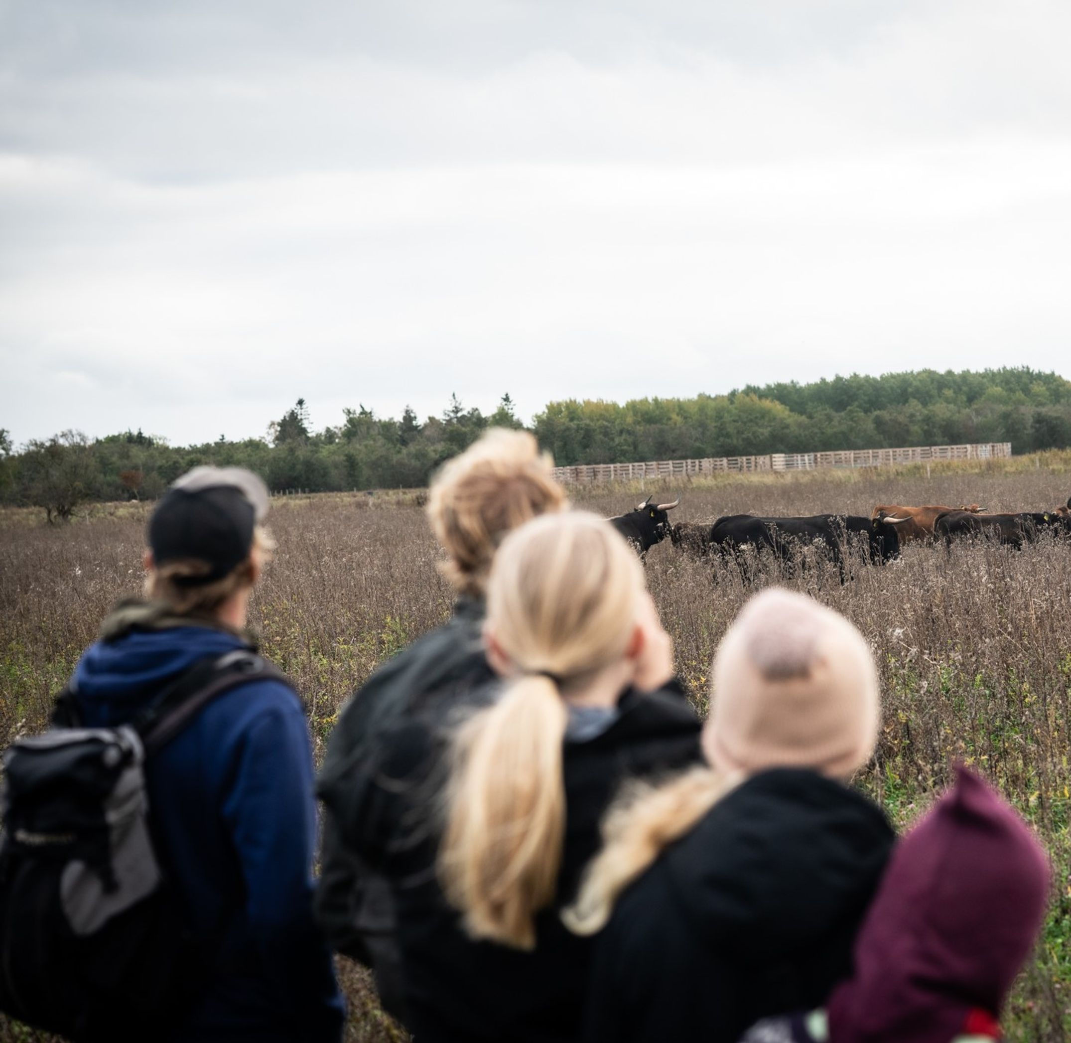 image-7cb6b9ec1dd949ed31f5844427a953daae2a06c4-2048x1366-jpg