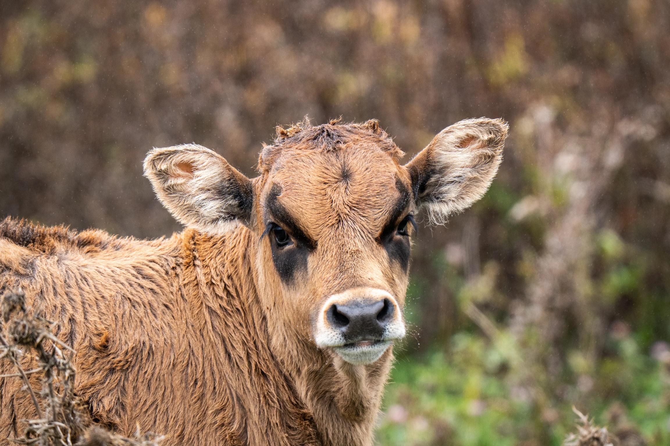 image-7ddce27a773e0507271b6fd8d9e1e6501a47710f-7008x4672-jpg