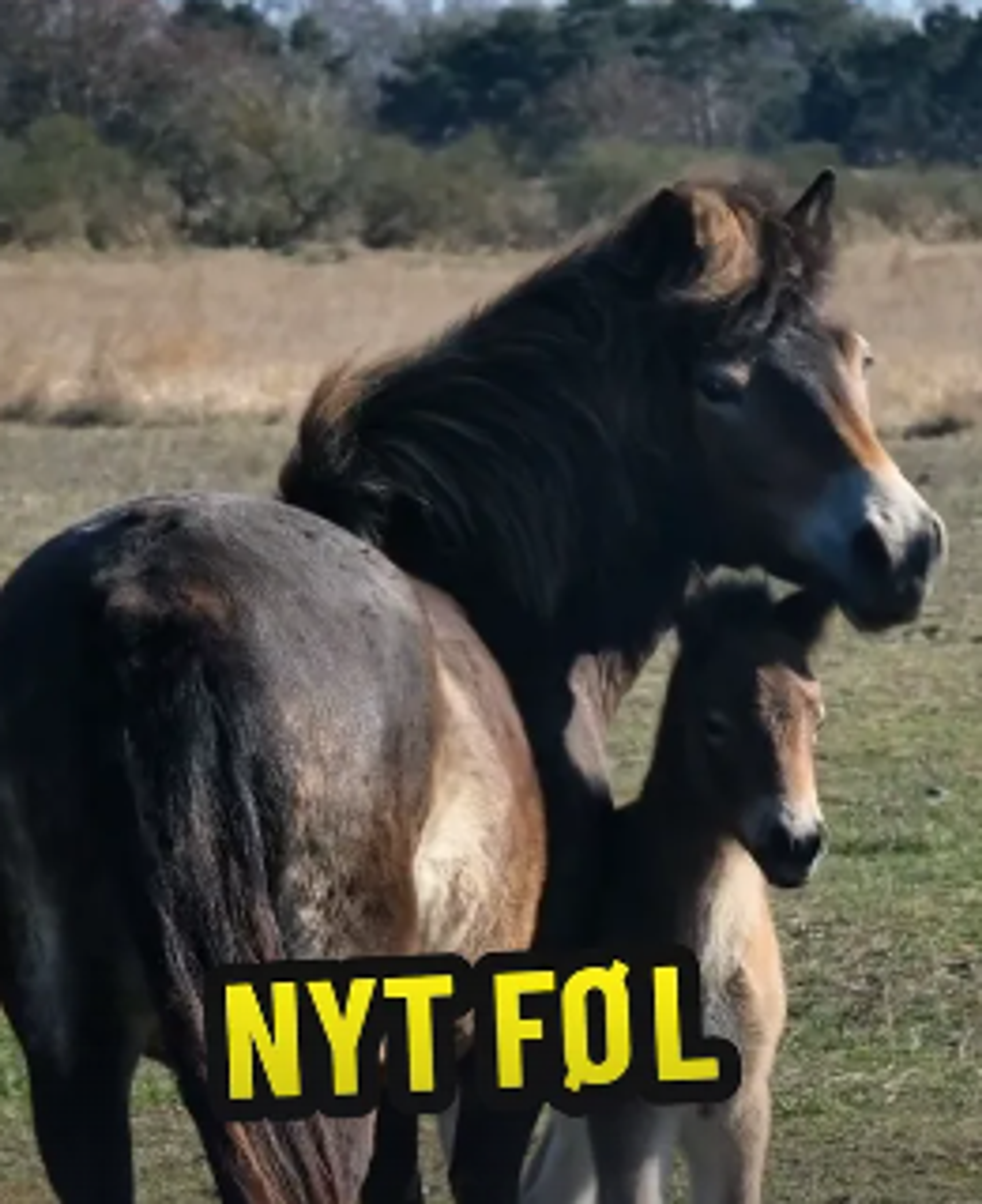 Årets første føl er født i Saksfjed Vildmark