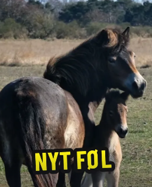 Årets første føl er født i Saksfjed Vildmark