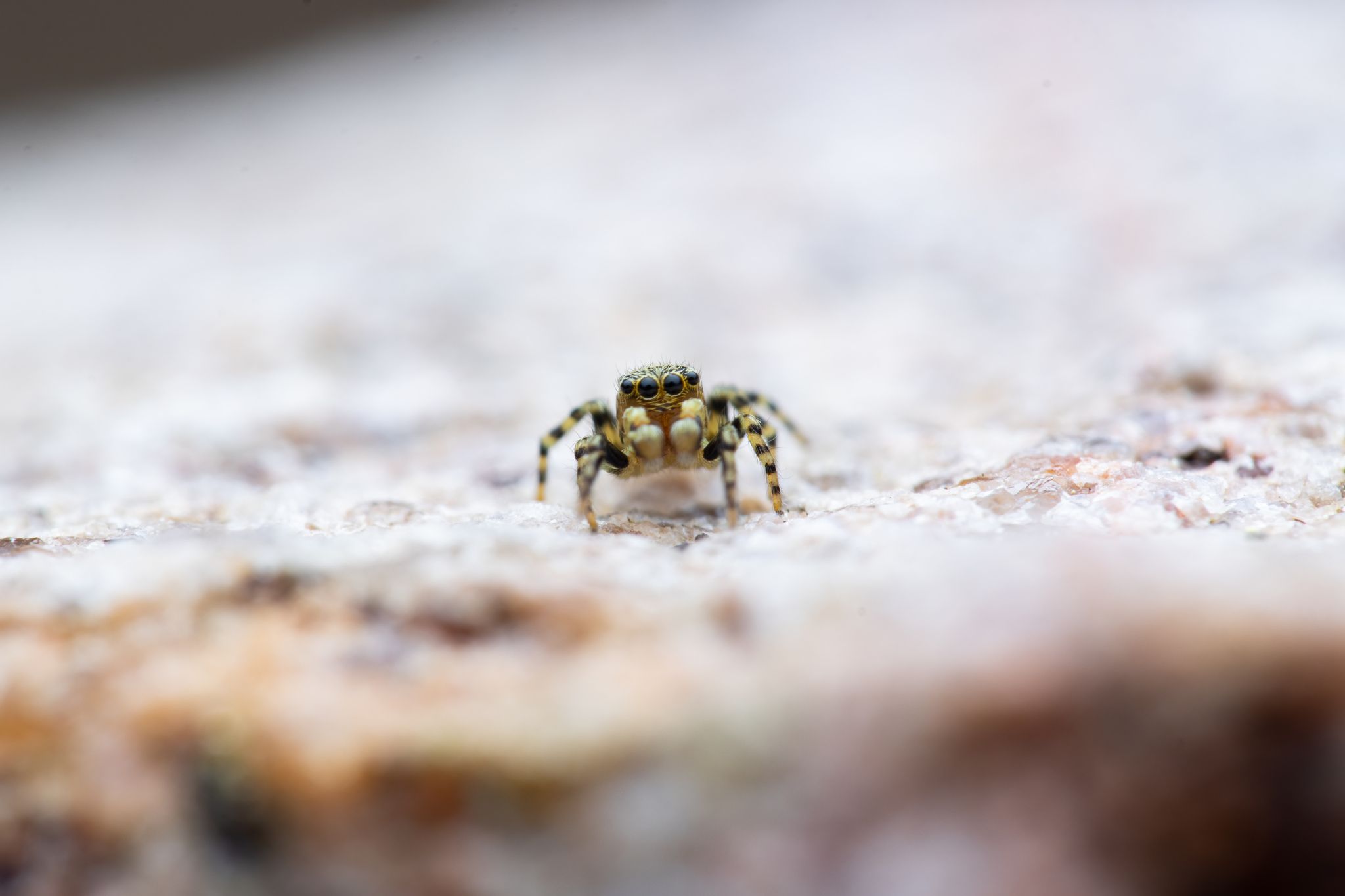 Pyjamasspringer (Talavera aequipes)