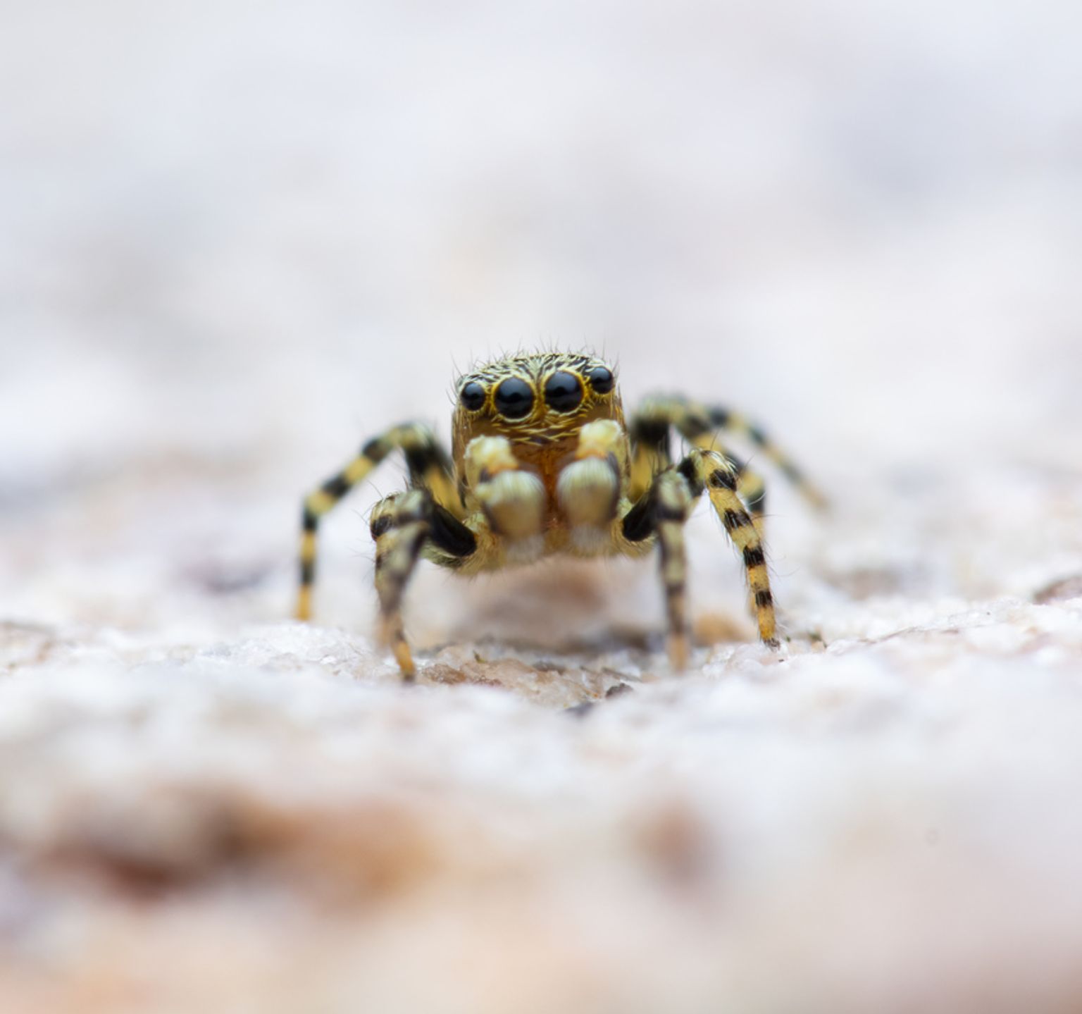 Pyjamasspringer (Talavera aequipes)