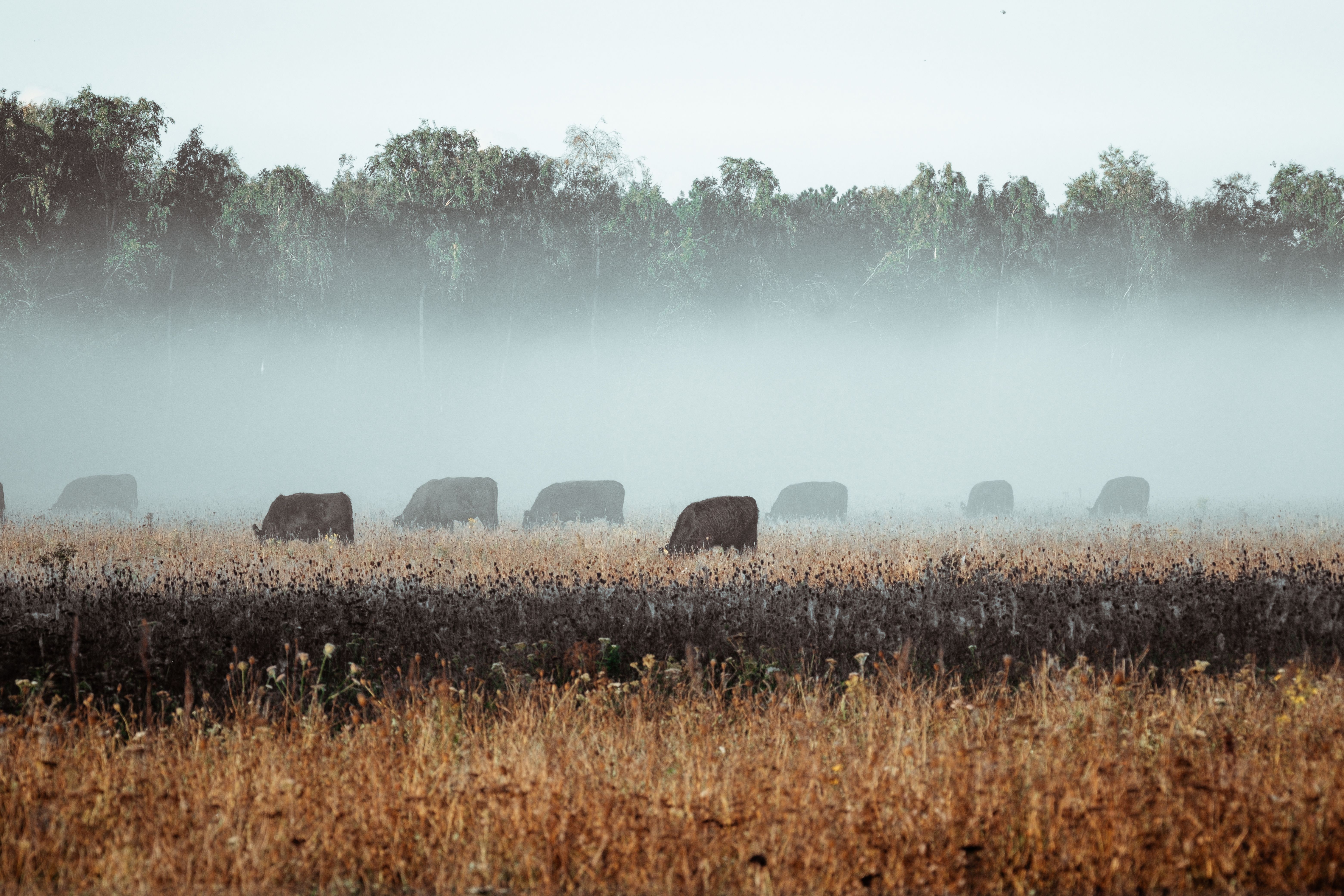 image-9e36ac52873aae6386734abe3ab4c036b569d633-6240x4160-jpg