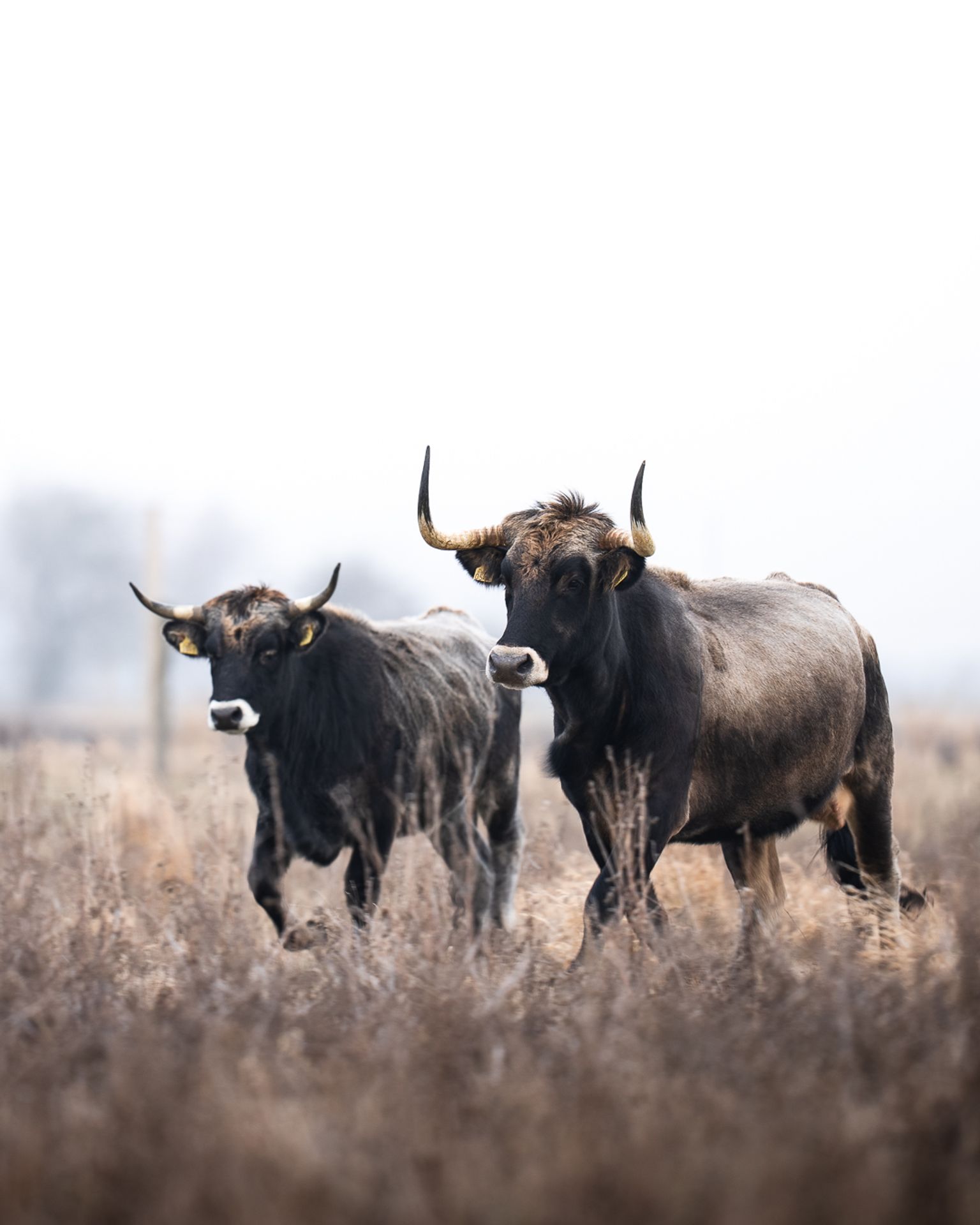 Seks måneder med tauros - Det har vi lært