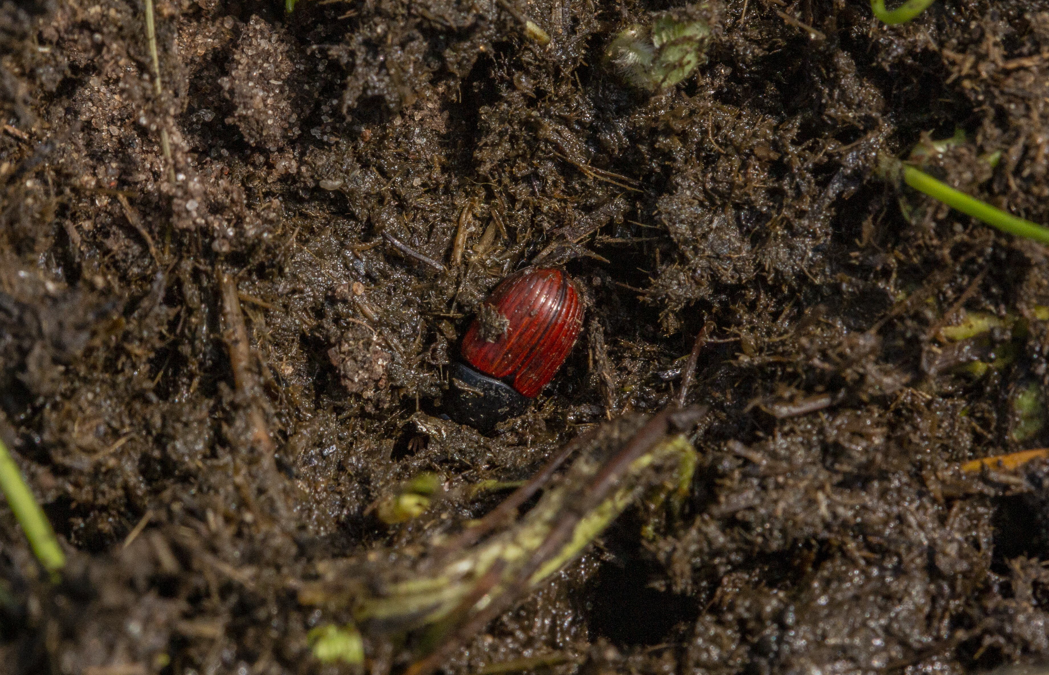 image-ac7cdd64d19d4e8ef140d141d0264eb4107230d5-3681x2368-png