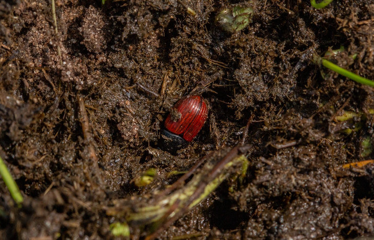 image-ac7cdd64d19d4e8ef140d141d0264eb4107230d5-3681x2368-png