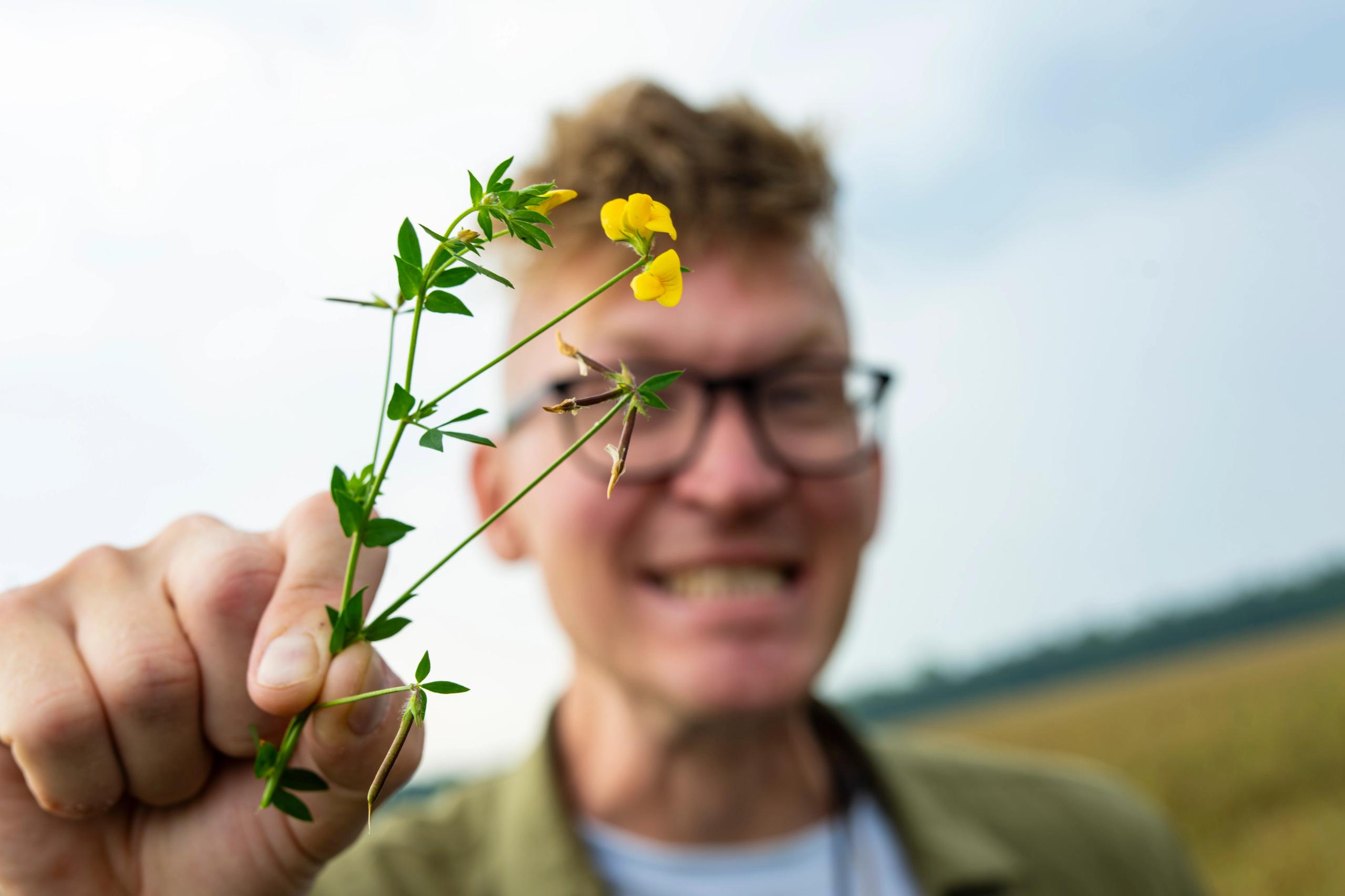 Jens holder planten almindelig kællingetand