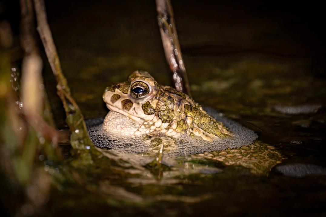 Grønbroget tudse i vand