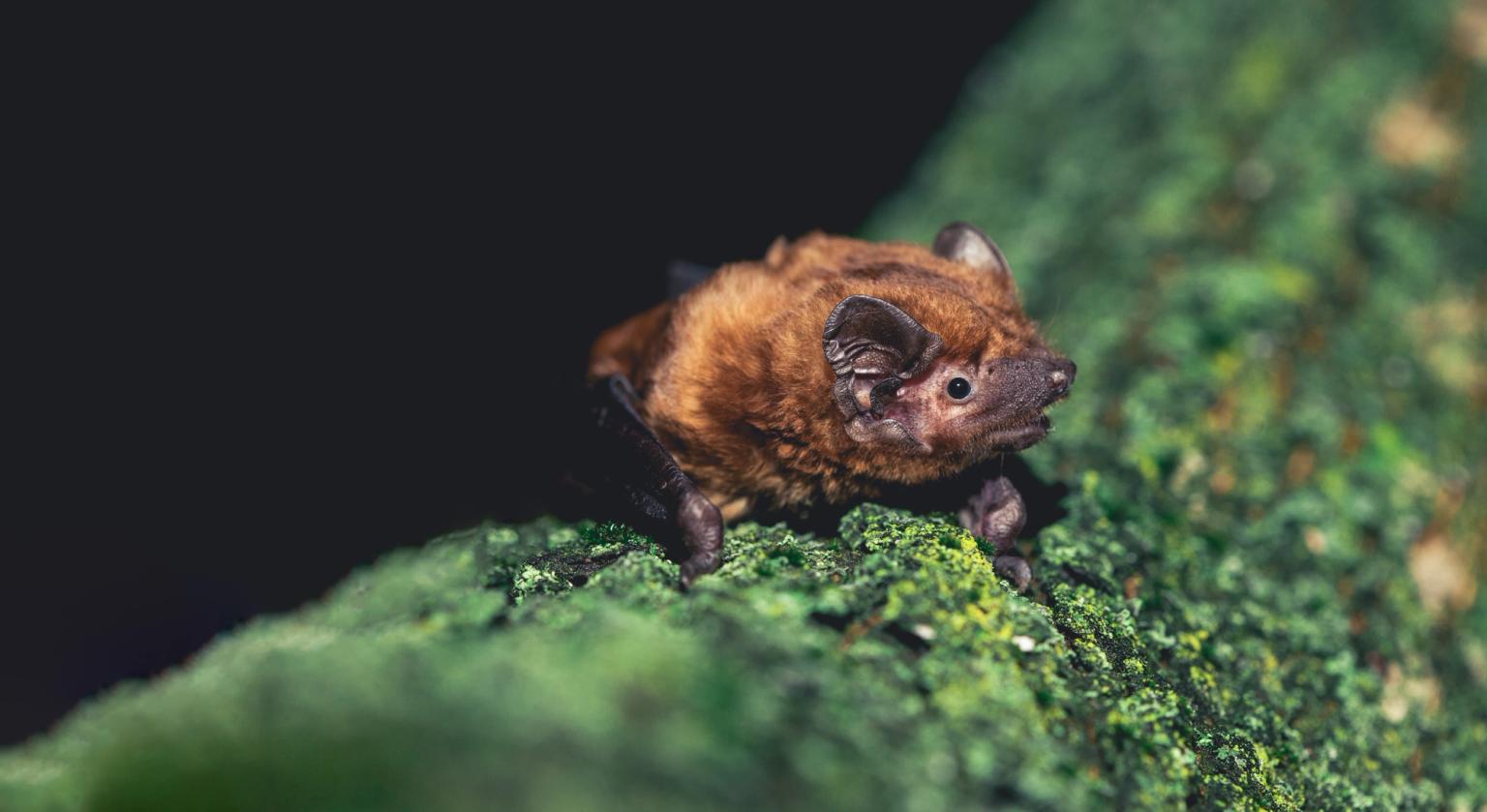 image-bb16cc51b5a34b0a36303bb75e958843cb06965d-6851x3744-jpg