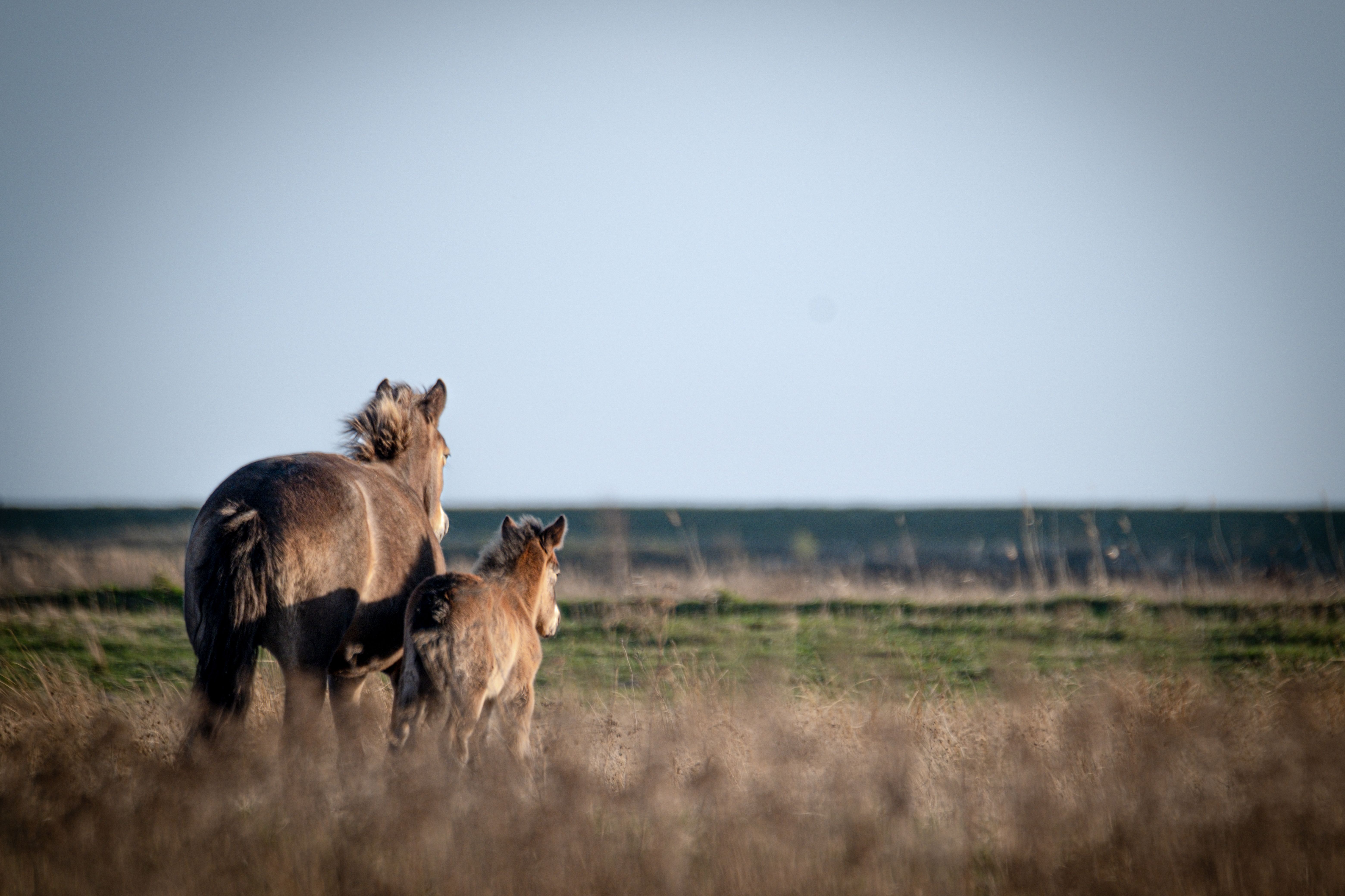 Hest og føl kigger ud over vandet