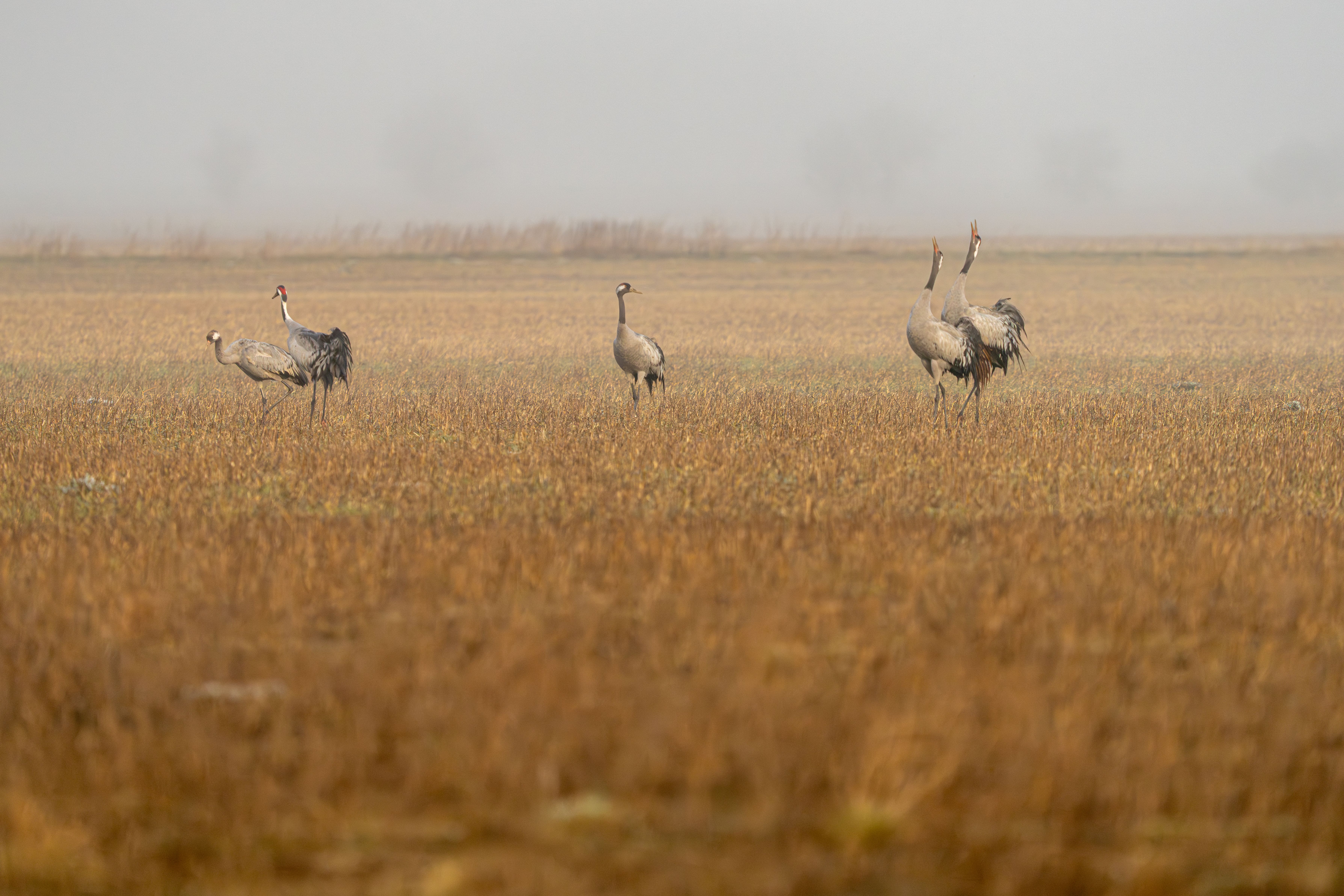 image-c2f1081fe3b9c5e58e3ddb2c21dd3bfb13ce2d44-7157x4771-jpg