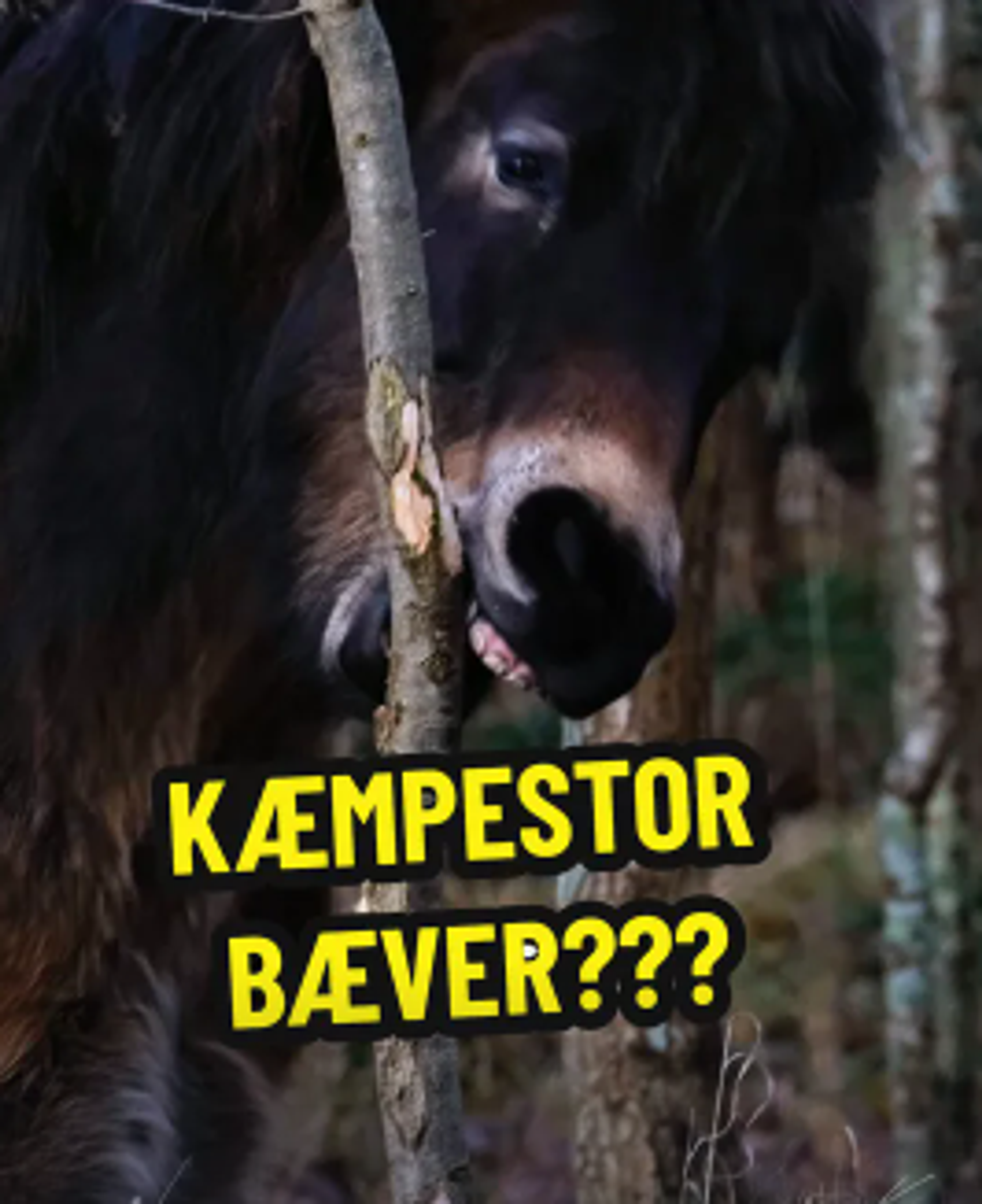 image-c3f0c08950596a3913cc514d5cf08c19130decfc-266x326-png