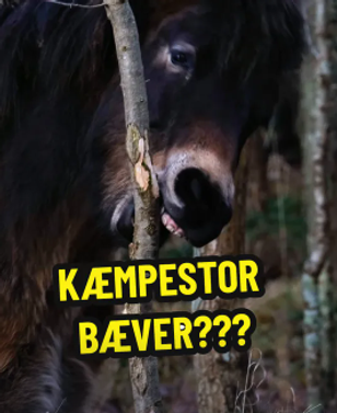 image-c3f0c08950596a3913cc514d5cf08c19130decfc-266x326-png