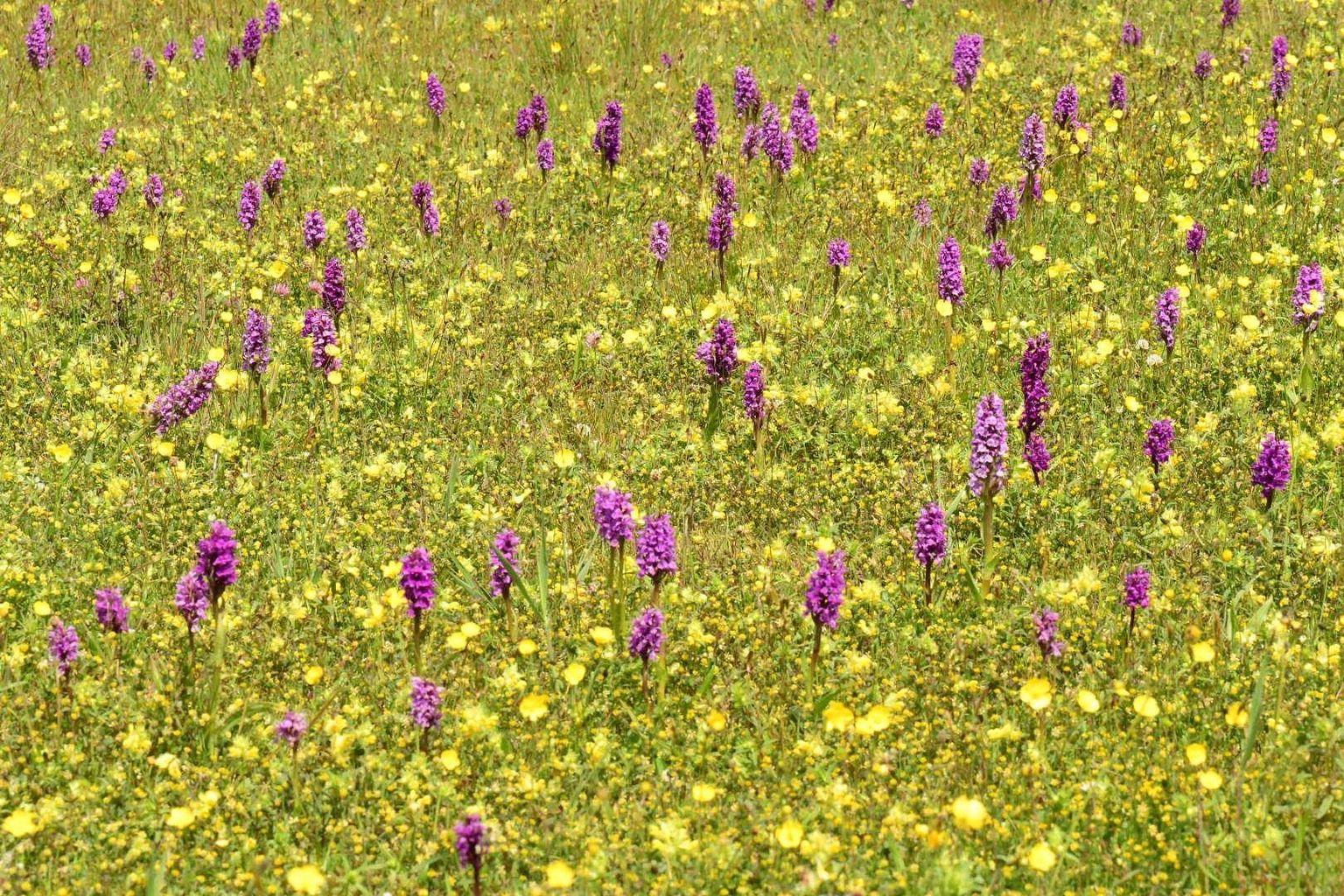 image-c97cb9a1fef8ecb6a0b0ff2303e361ae94edb84f-1620x1080-jpg