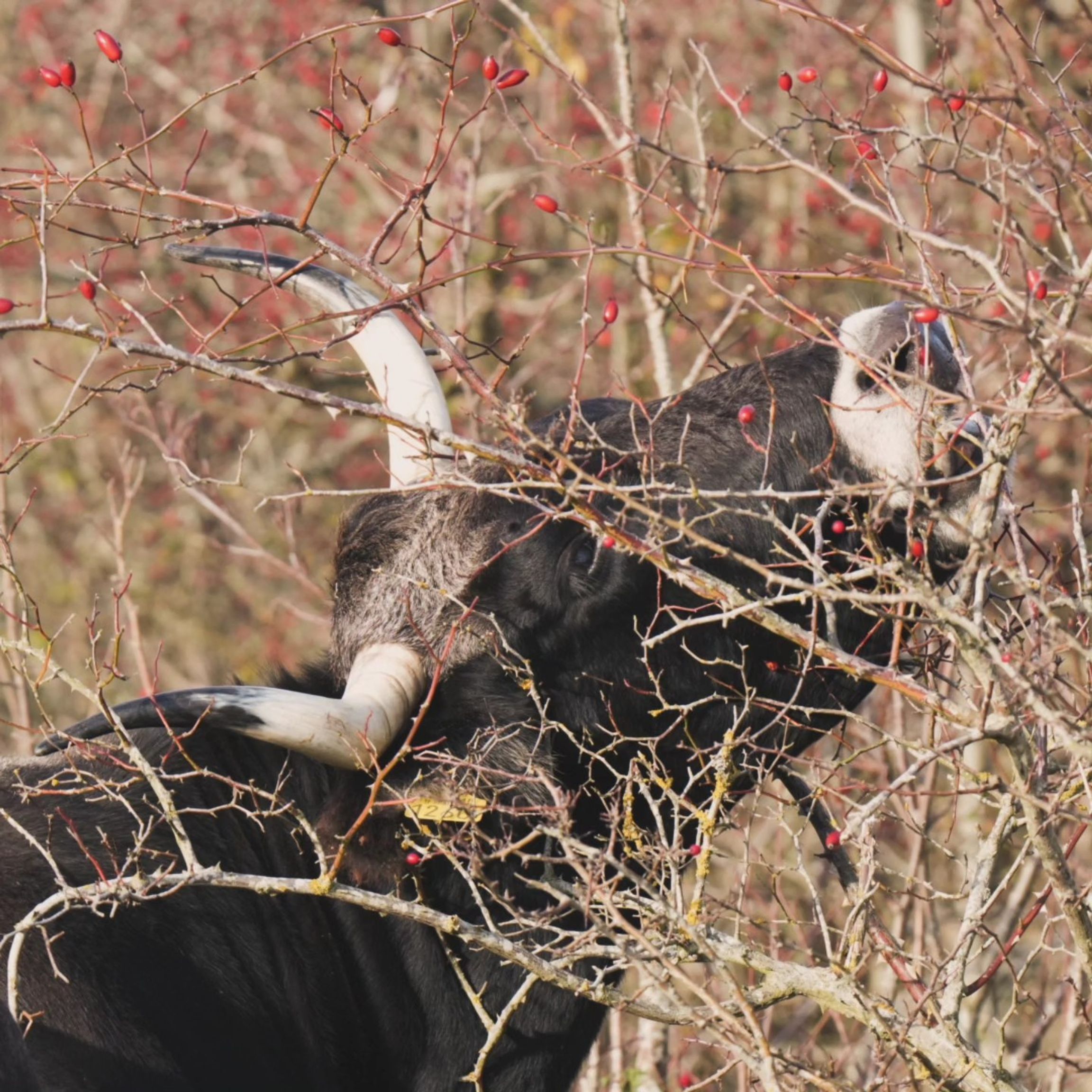 image-c997c5ee52ee991cc1ae72bc22d5a9f403c6dd3c-1440x1440-jpg