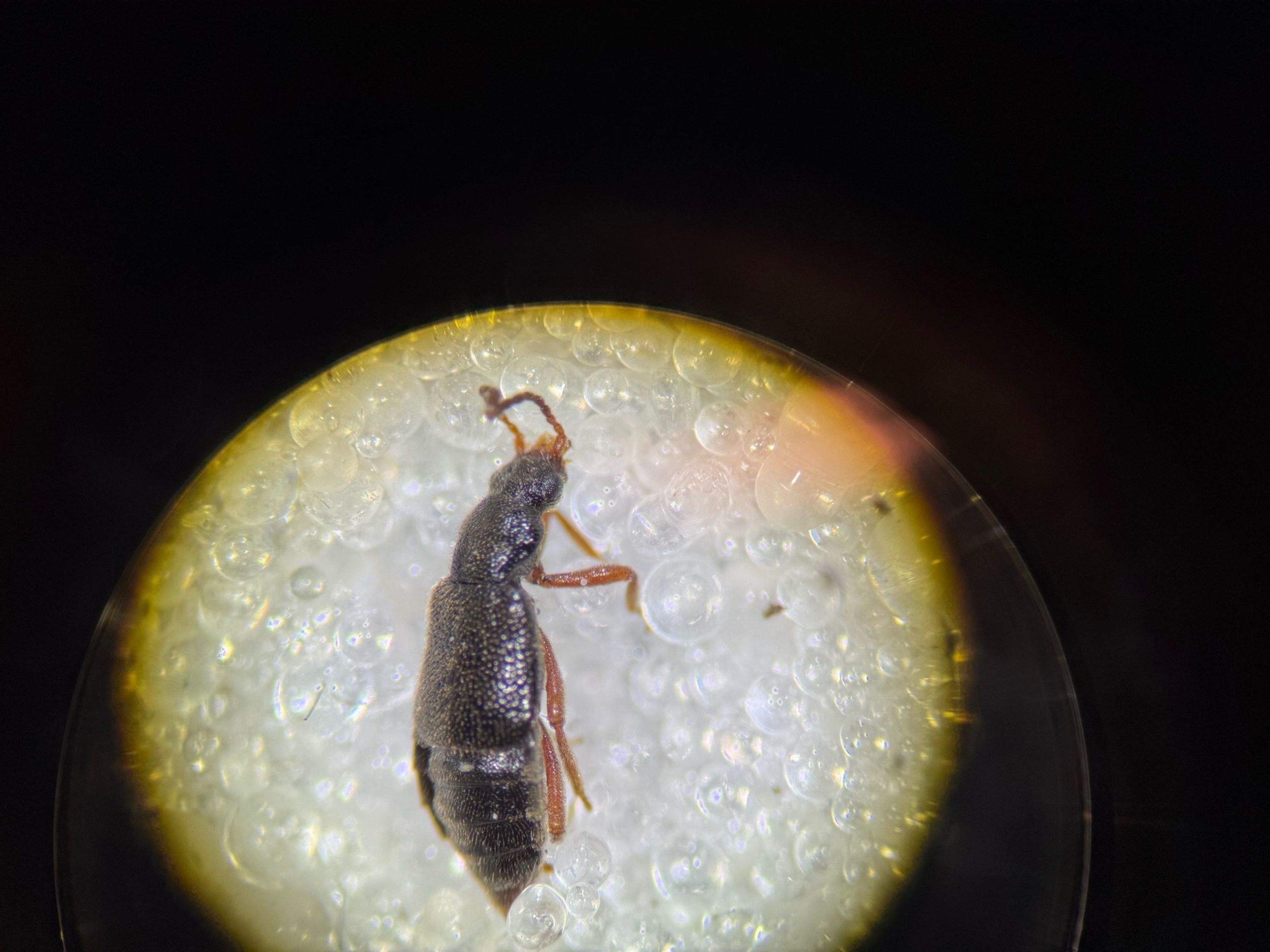 Lesteva punctata