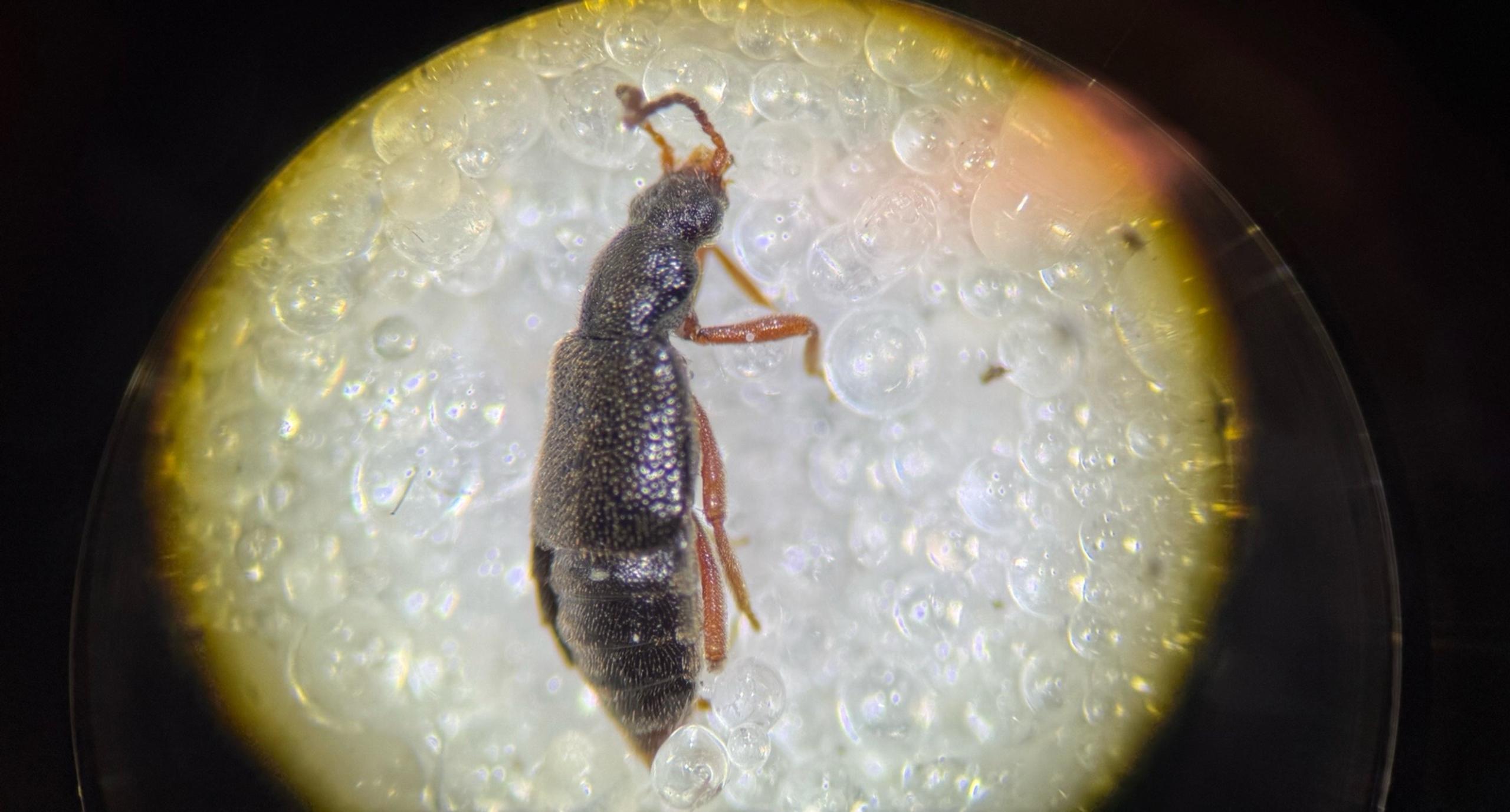 Lesteva punctata