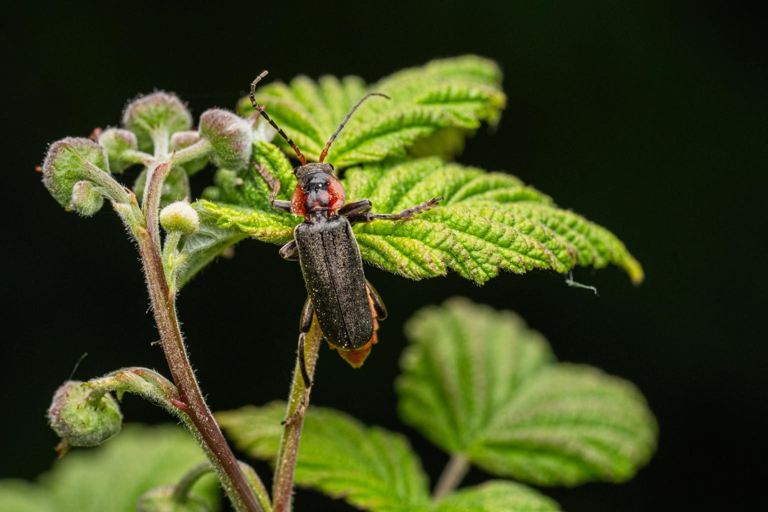 image-d75cb77e118097d63c25dd7978803c3100c7eb4d-6000x4000-jpg