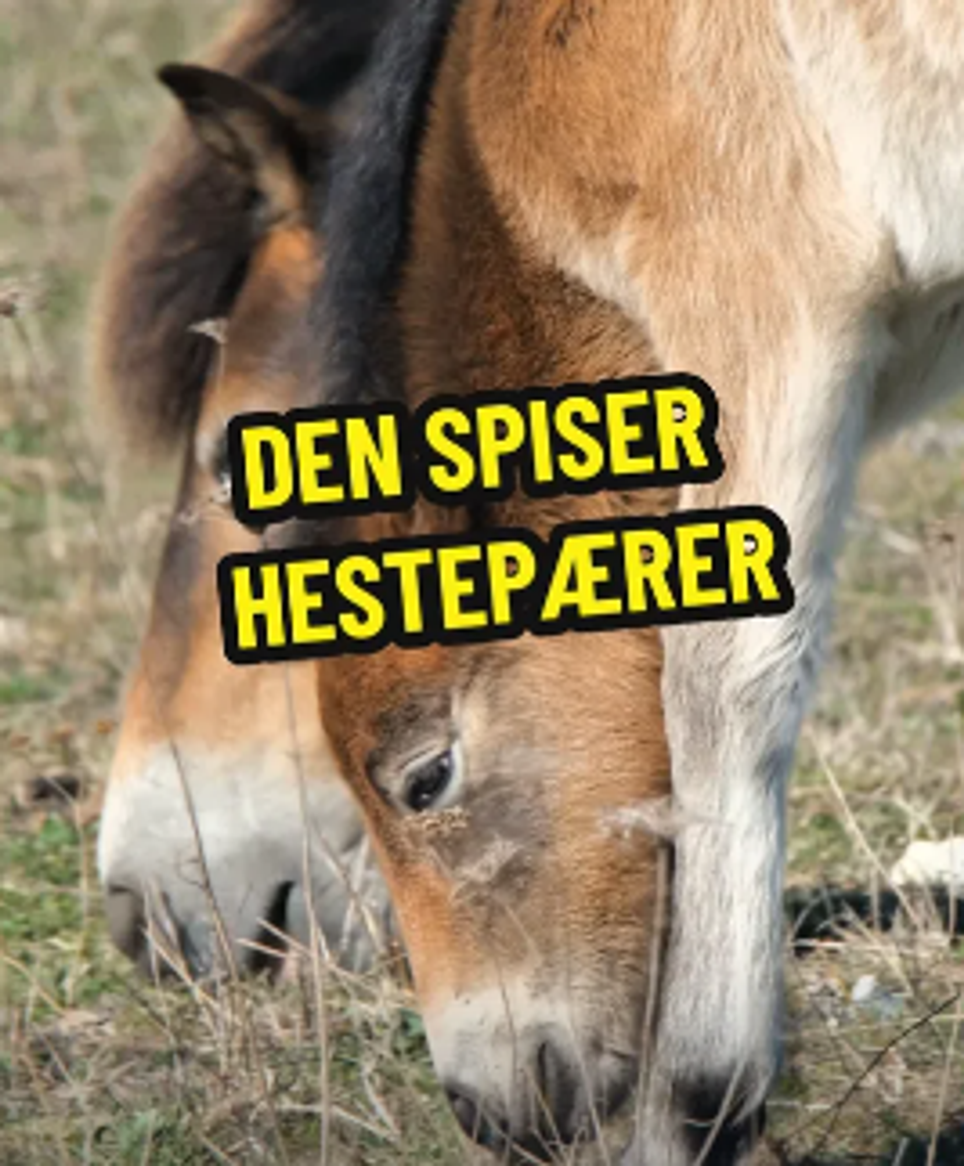 Føl spiser hestepærer